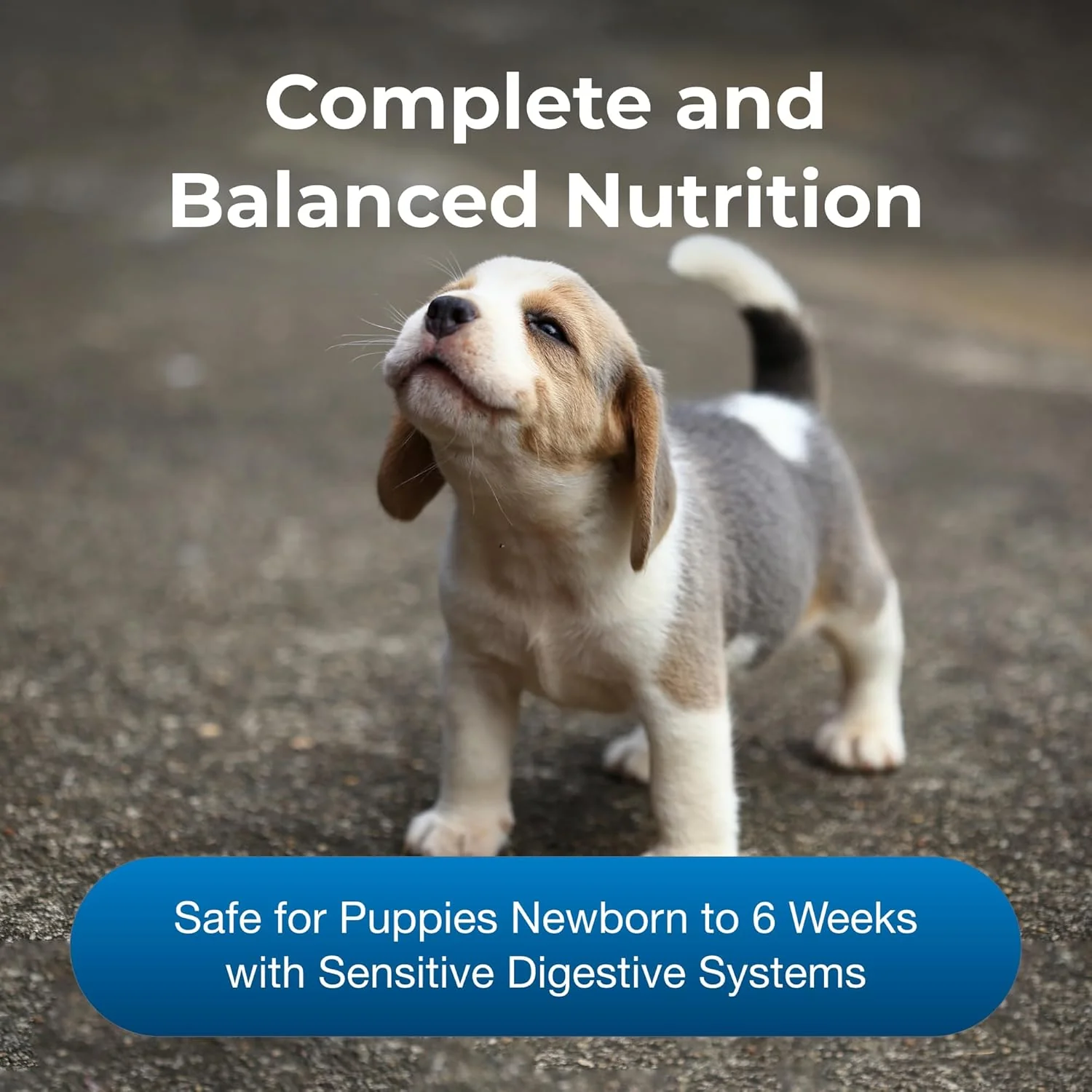 Esbilac Pet-Ag Goat’s Milk Esbilac Powder - Powdered Puppy Formula with Prebiotics, Probiotics & Vitamins for Puppies Newborn to Six Weeks... - Image 3