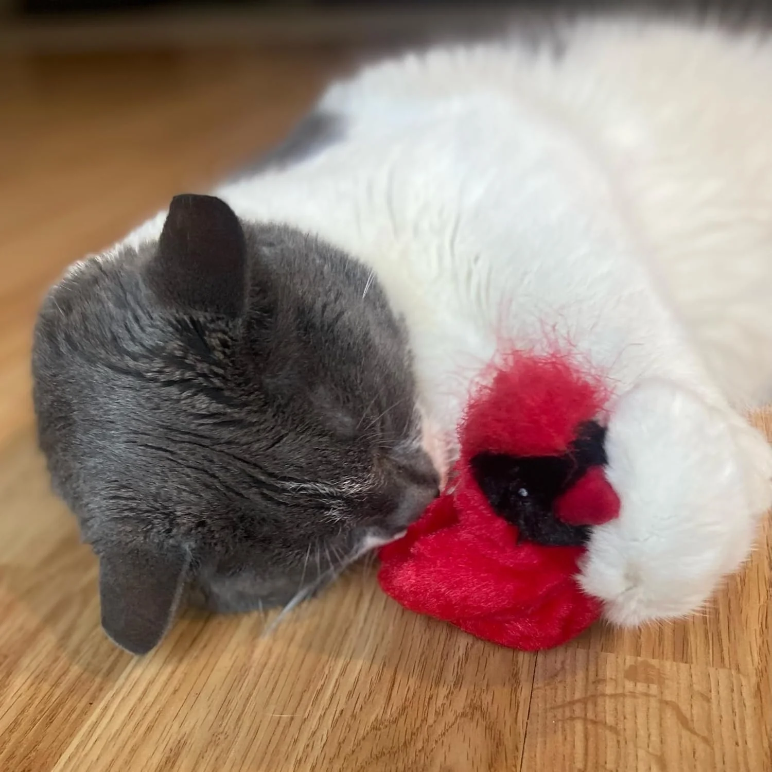 SPOT Song Birds Cat Toys - Touch Activated Singing Catnip Toy Mimics Real Bird Songs, Battery Operated Toy Satisfies Cat's Natural Urge to Hunt - One 5" Song Bird, Assorted Colors - Image 12
