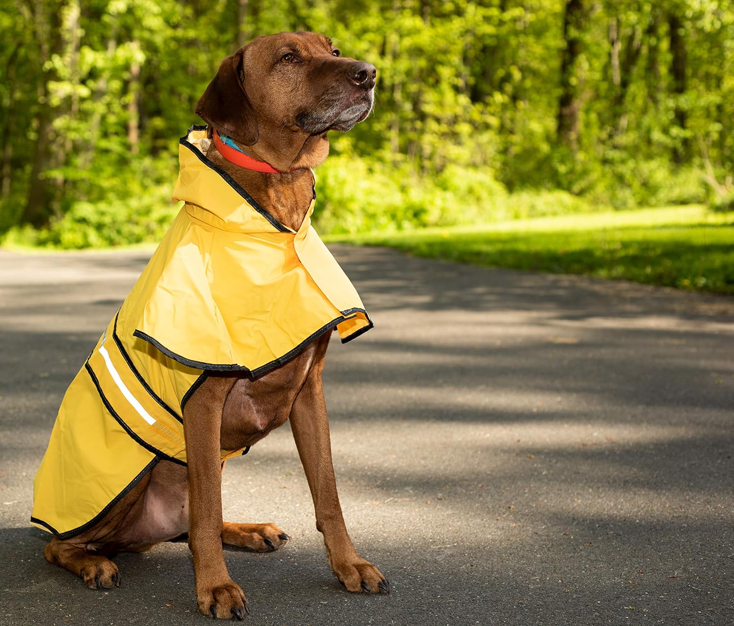 SPOT Rainy Days Slicker - Yellow Dog Rain Jacket With Hood, Reflective Strip for Safety, Leash Hole & Adjustable Velcro Belly Strap, 100% Polyester Water Resistant Pet Raincoat - XX-Large, 25in Long - Image 7