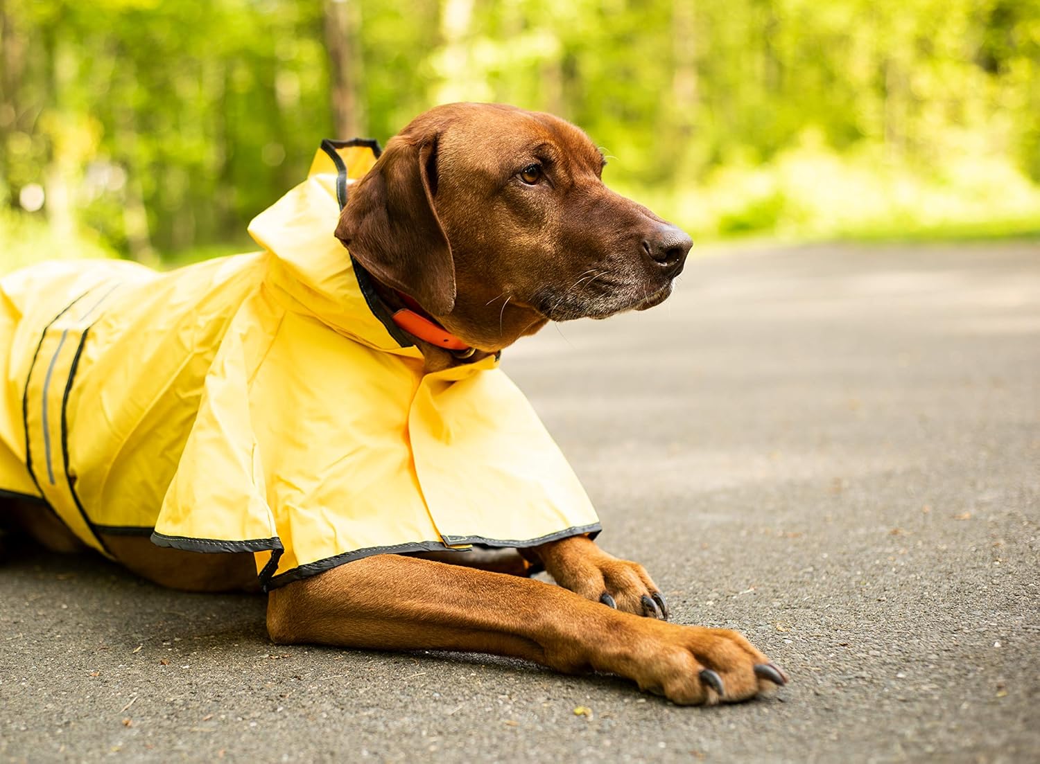 SPOT Rainy Days Slicker - Yellow Dog Rain Jacket With Hood, Reflective Strip for Safety, Leash Hole & Adjustable Velcro Belly Strap, 100% Polyester Water Resistant Pet Raincoat - XX-Large, 25in Long - Image 8