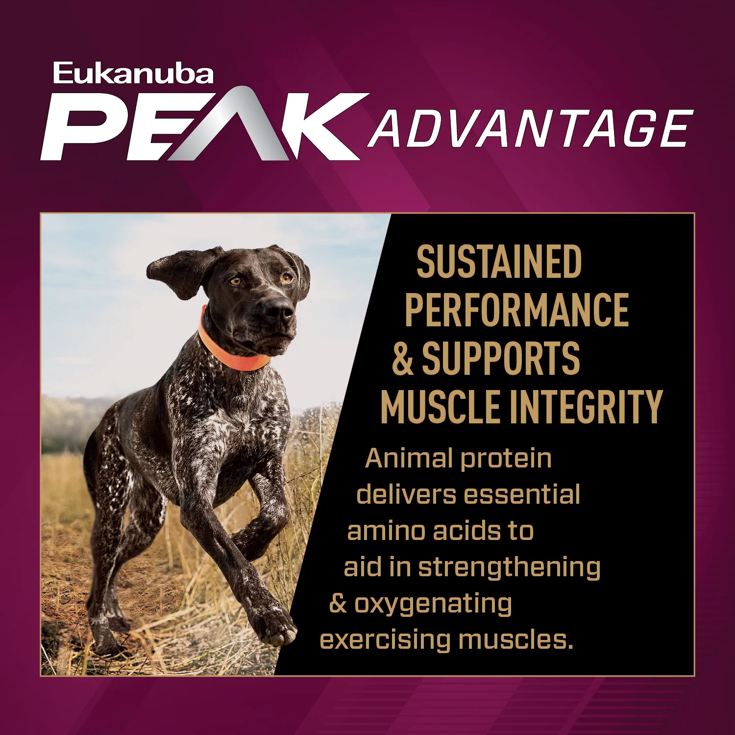 Eukanuba Premium Performance 30/20 Sport Dry Dog Food - Image 3