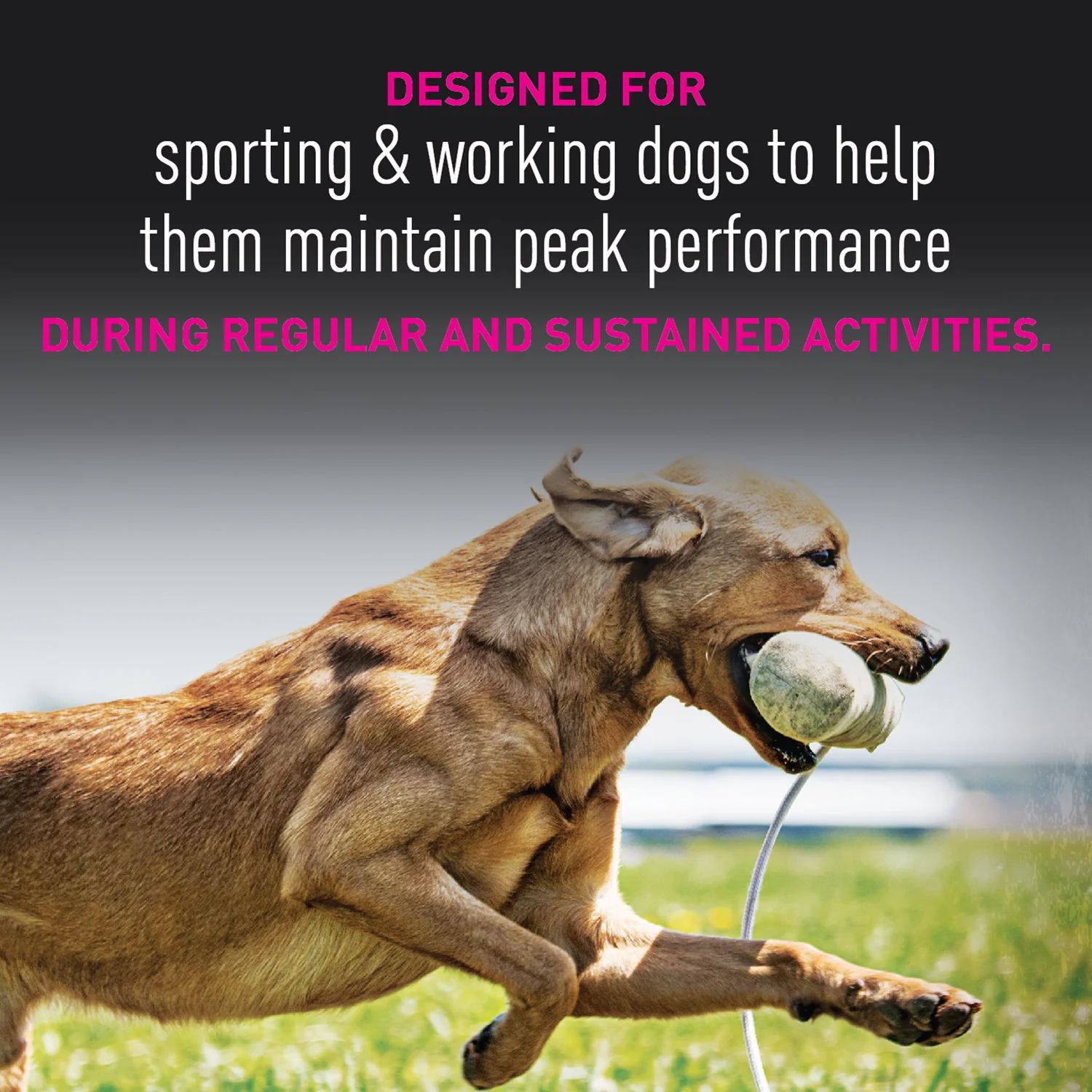 Eukanuba Premium Performance 30/20 Sport Dry Dog Food - Image 5
