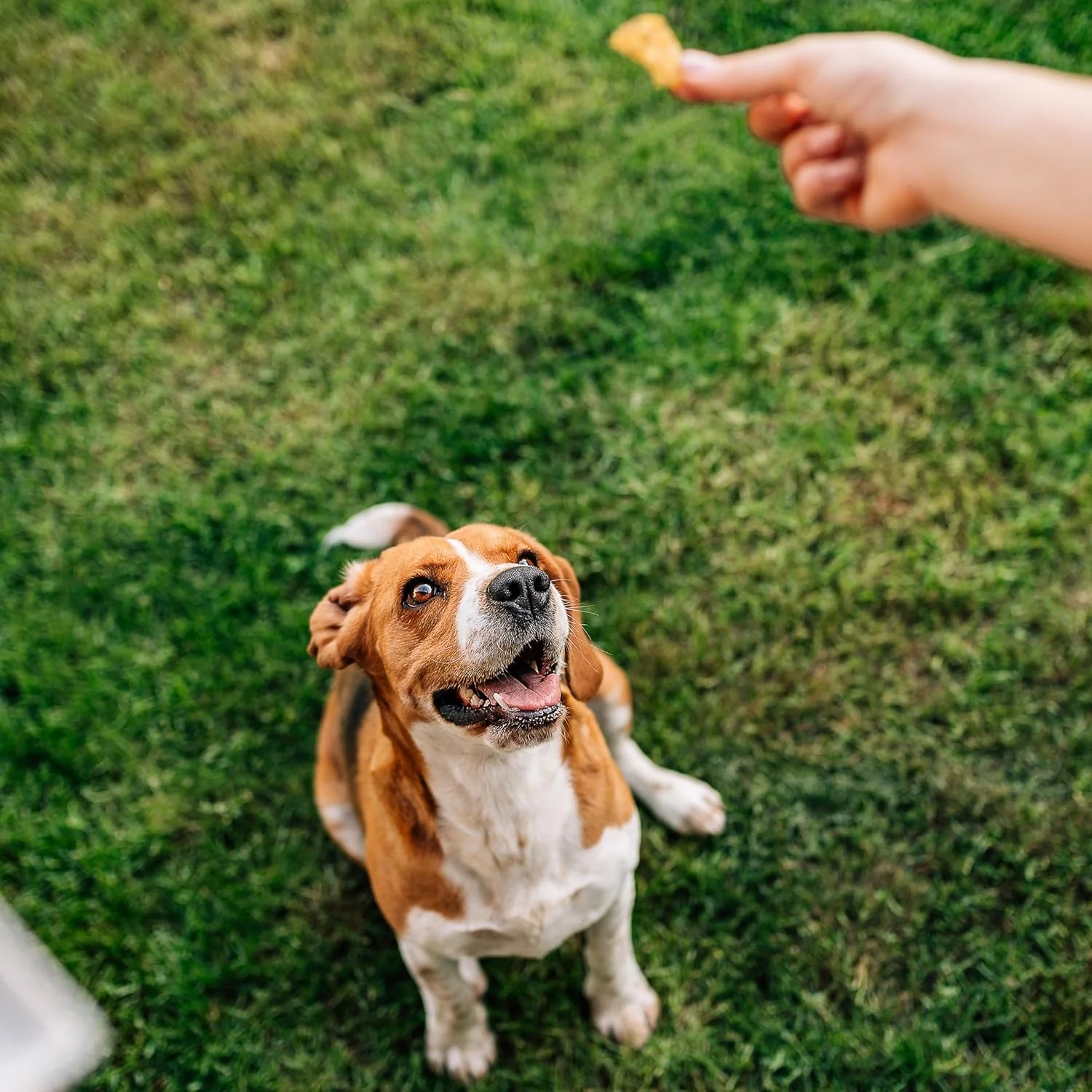 Exclusively Dog Cookies Best Buddy Bones Peanut Butter Flavor Training Treats, Natural and Made in The USA, 5.5 oz - Image 4