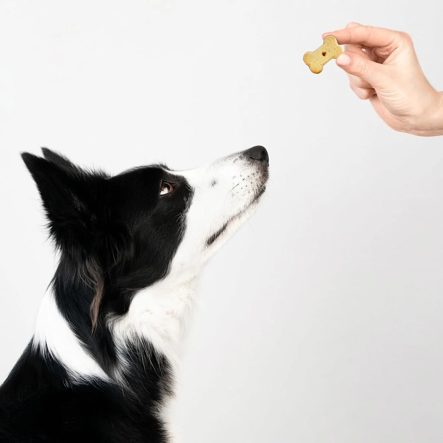Exclusively Dog Cookies Best Buddy Bones Peanut Butter Flavor Training Treats, Natural and Made in The USA, 5.5 oz - Image 5
