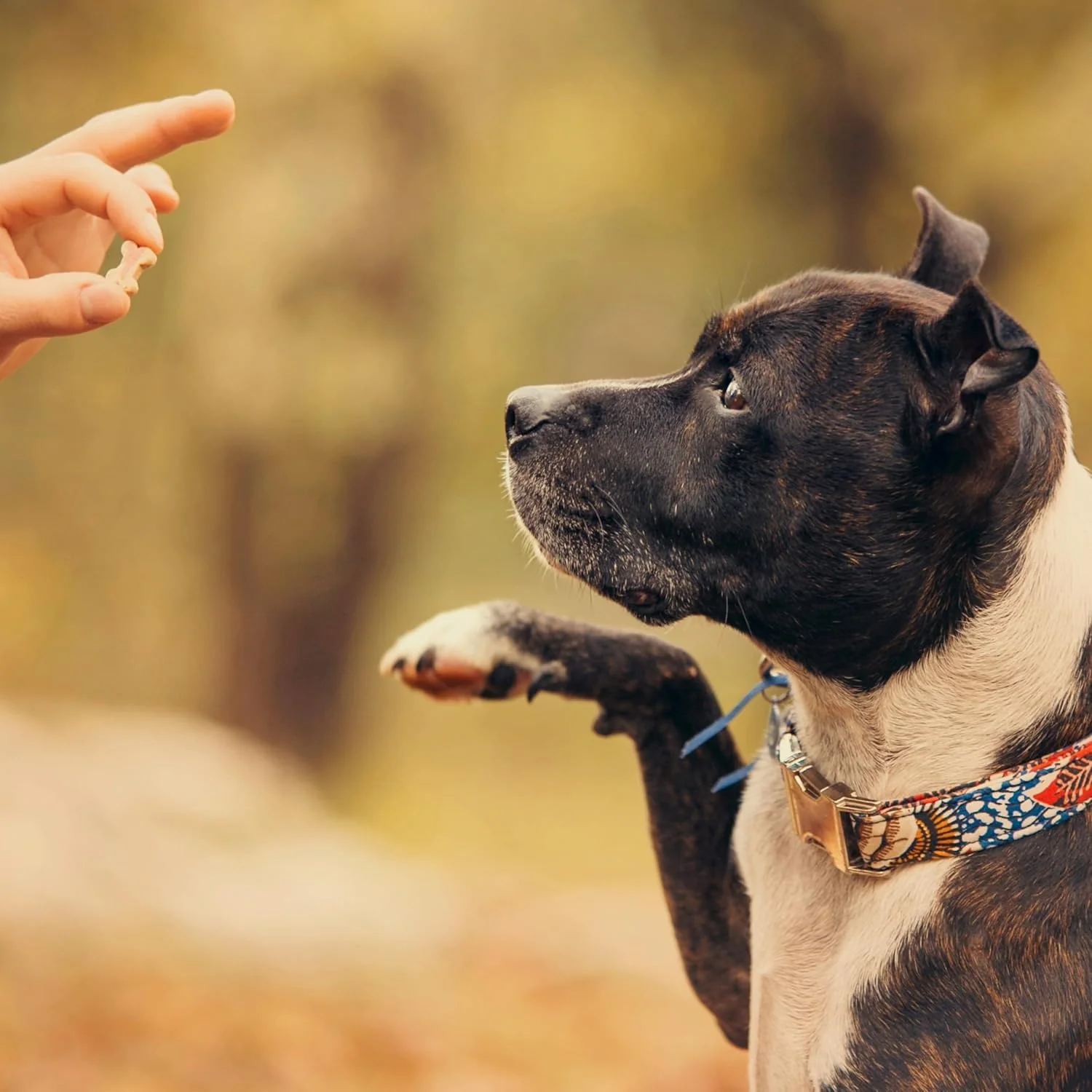 Exclusively Dog Cookies Best Buddy Bones Peanut Butter Flavor Training Treats, Natural and Made in The USA, 5.5 oz - Image 7