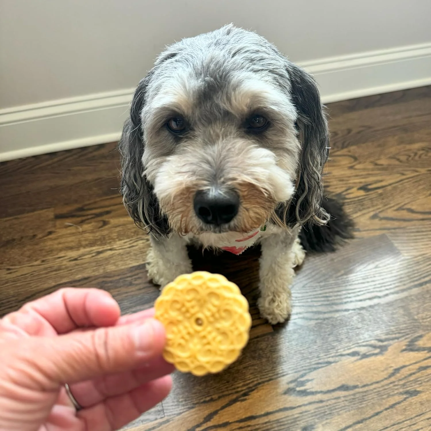 Exclusively Dog Cookies Sandwich Cremes Peanut Butter Flavor Dog Treats for Medium and Large Dogs, Natural and Made in The USA, 8 oz - Image 4