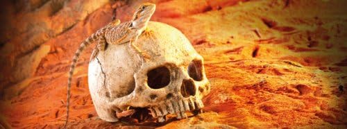 Exo Terra Primate Skull Terrarium D - Image 2