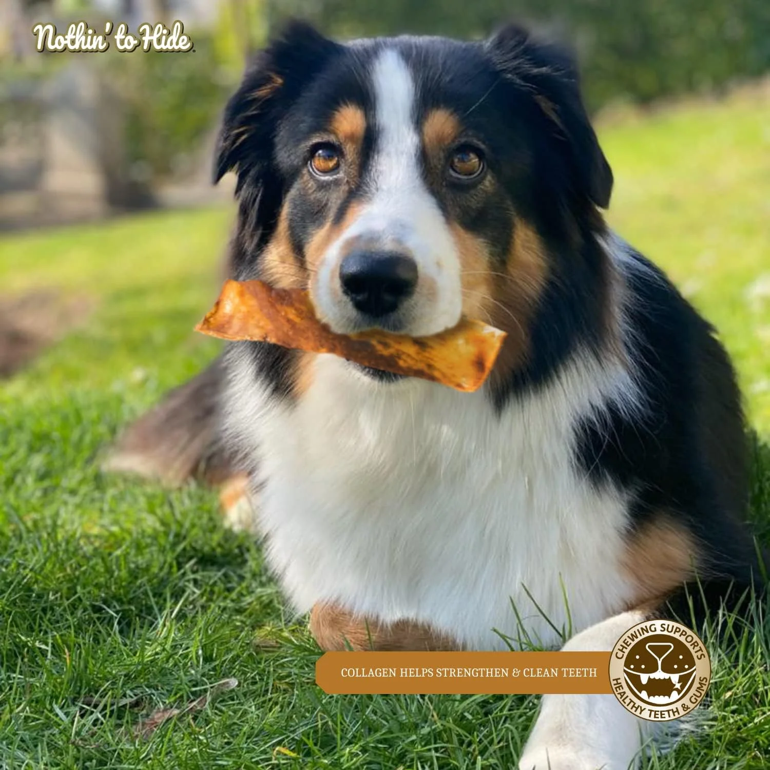 Fieldcrest Farms Nothin to Hide Flip Chips Dog Chews - All Natural Rawhide Alternative Treats for Dogs, Chicken, Beef or Peanut Butter Flavor Snack for All Breed Dogs - Image 7