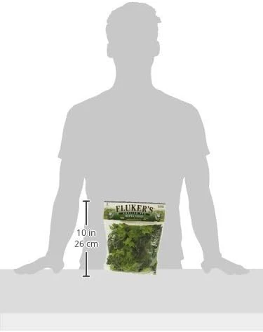 Fluker's REPTA Vine English Ivy - Image 2