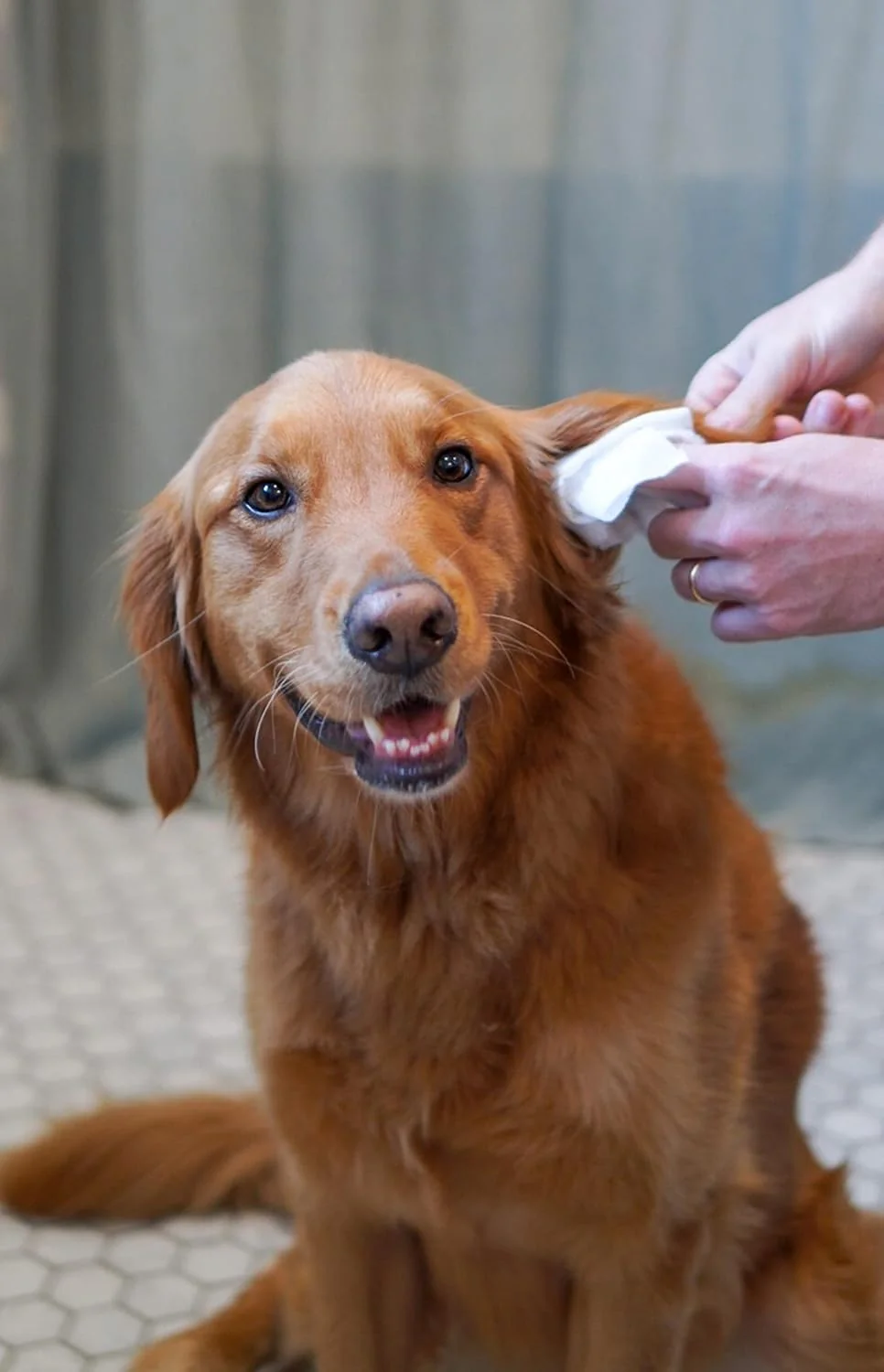 Four Paws Healthy Promise Grooming Soothing Pet Ear Cleaning Wipes, Odor Reducing & Itch Relief - Image 2