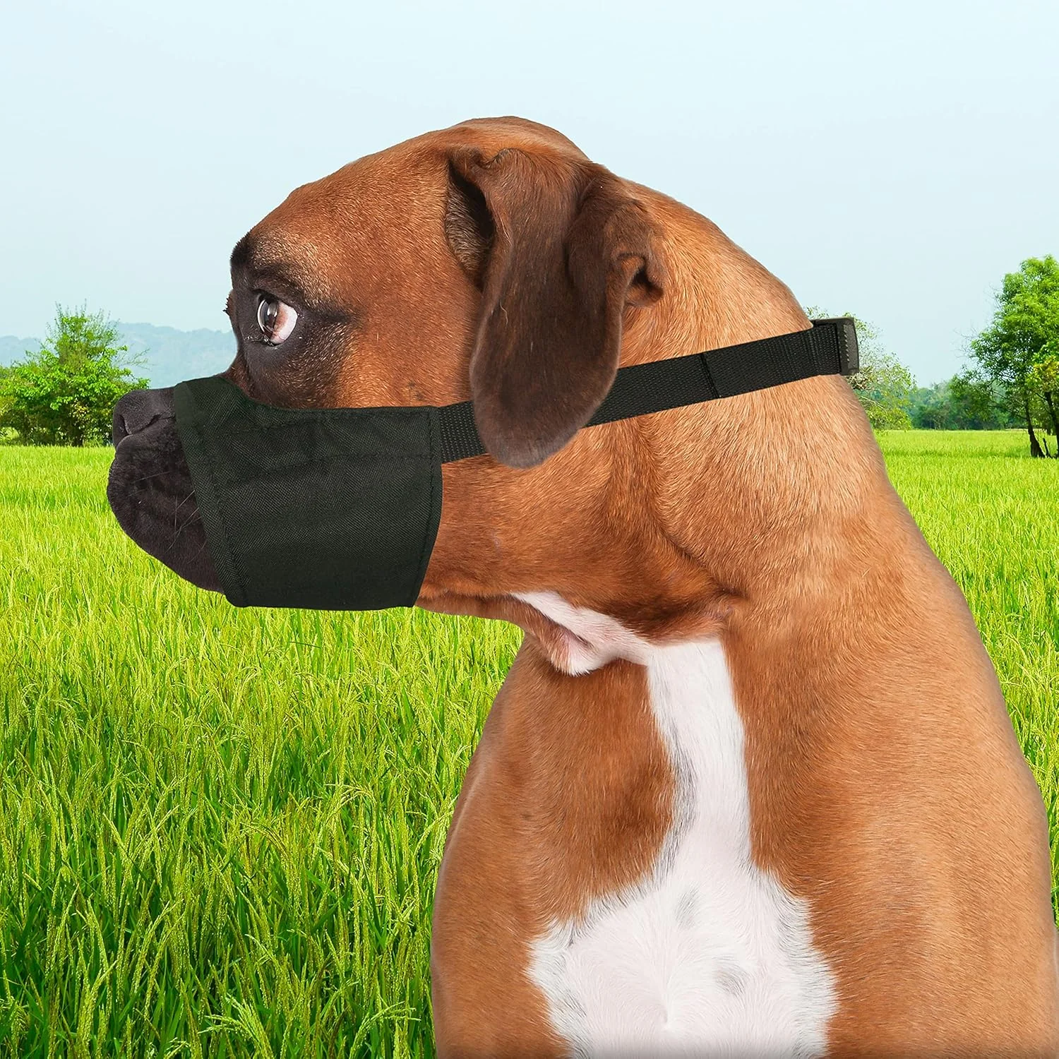 Four Paws Walk-About Quick-Fit Short Snout Adjustable Dog Muzzle for Medium Dogs, Washable & Breathable, Black - Image 5