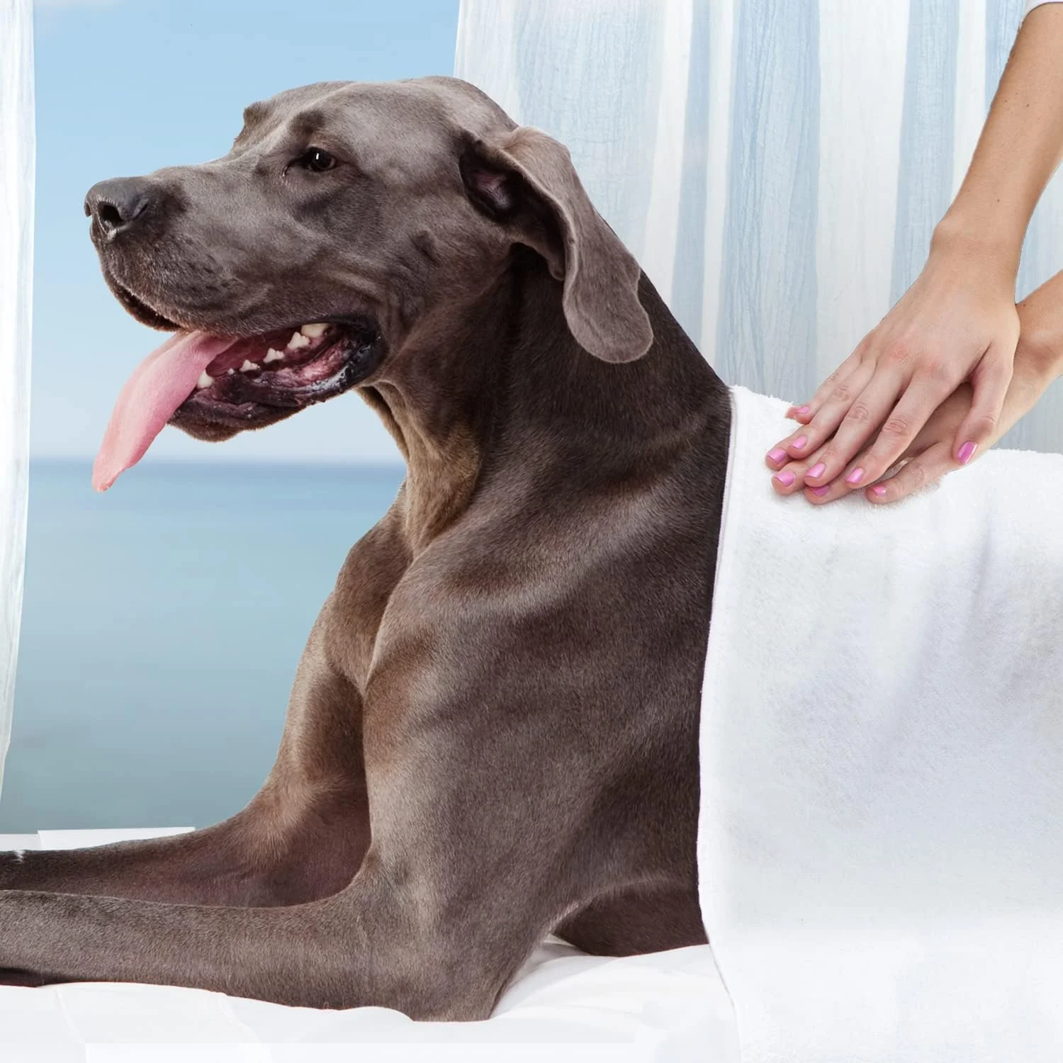 Fromm Gold Nutritionals Large Breed Adult Dry Dog Food. - Image 9