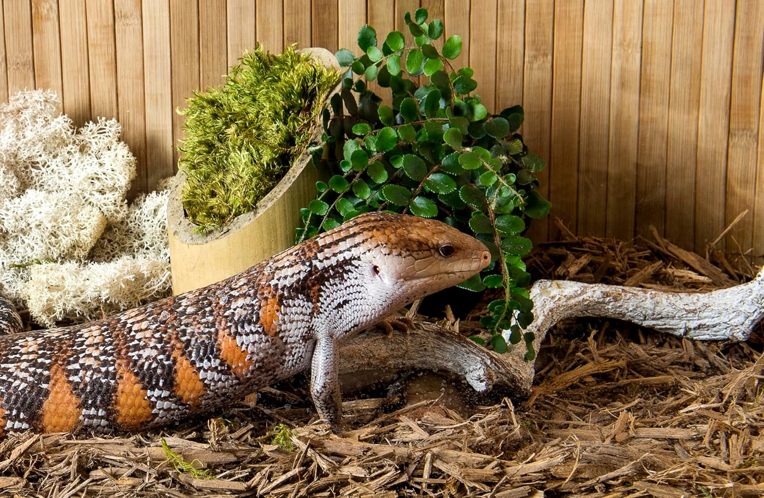 Galápagos (05056) Cypress Tank-Mulch Woodland Bedding for Reptiles & Amphibians, Eco-Friendly, High Absorbency, Dust-Free Perfect for Bearded Dragons, Tortoises, Snakes, & More - Image 3
