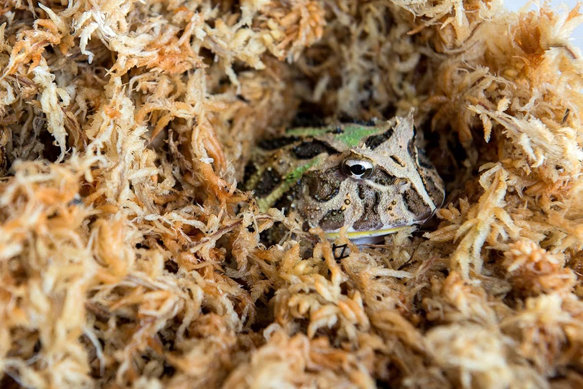 Galapagos (05203) 5-Star Terrarium Sphagnum Moss, Blond Sphagnum - Image 4