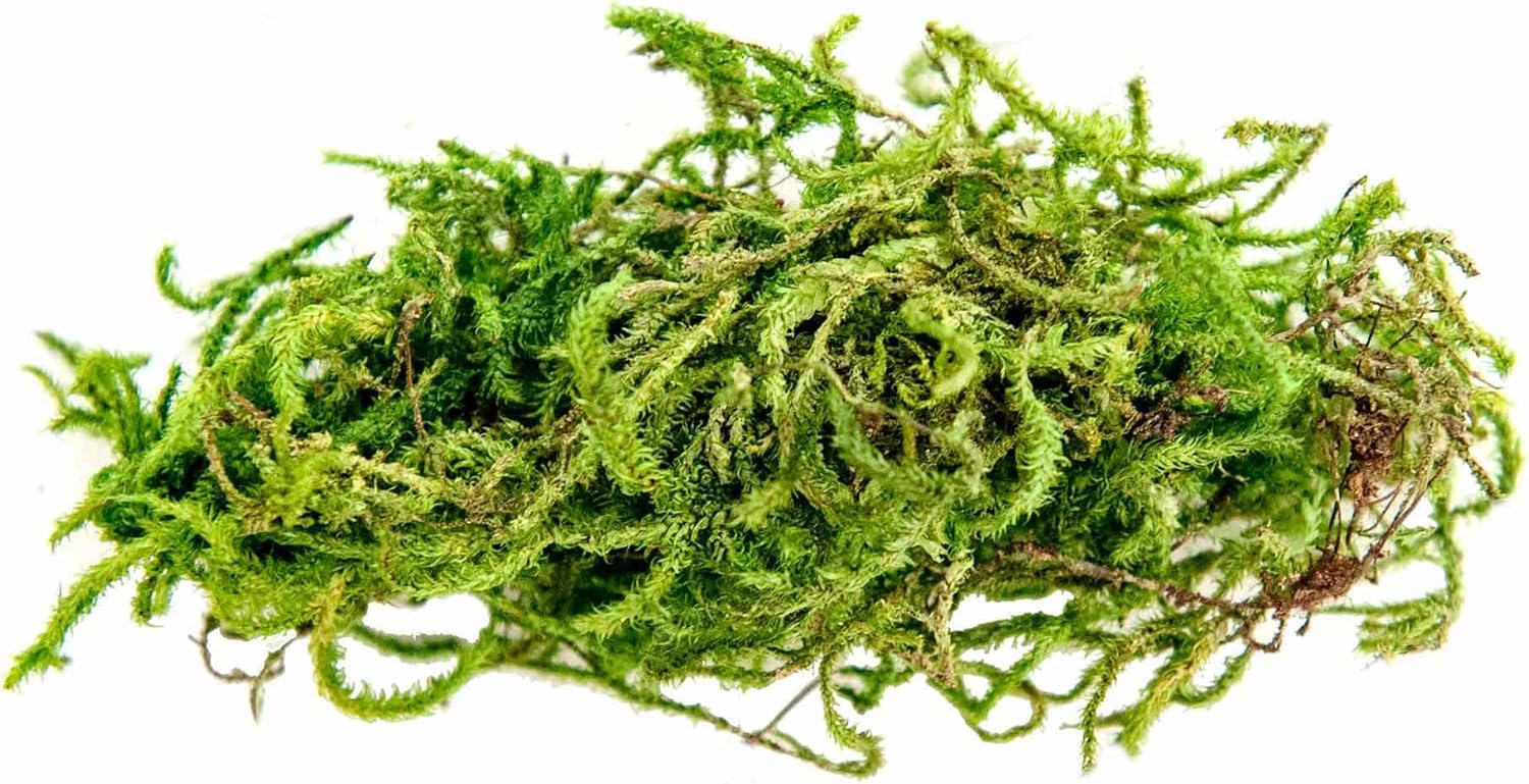Galápagos (05350) Humid Environment Terrarium Kit – Essential Moss Accessories for Dart Frogs, Iguanas, Chameleons & Reptile Tanks - Image 3