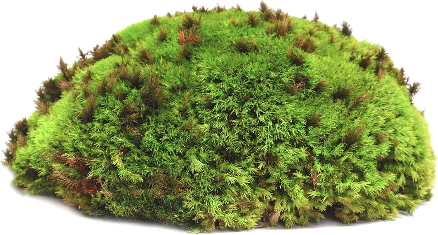Galápagos (05350) Humid Environment Terrarium Kit – Essential Moss Accessories for Dart Frogs, Iguanas, Chameleons & Reptile Tanks - Image 5