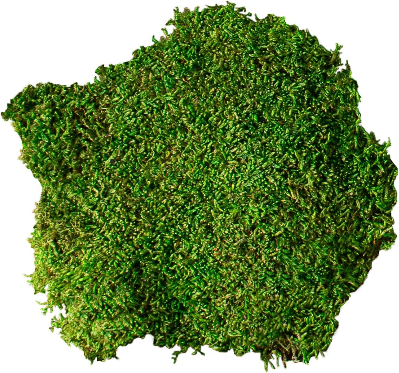 Galápagos (05350) Humid Environment Terrarium Kit – Essential Moss Accessories for Dart Frogs, Iguanas, Chameleons & Reptile Tanks - Image 6