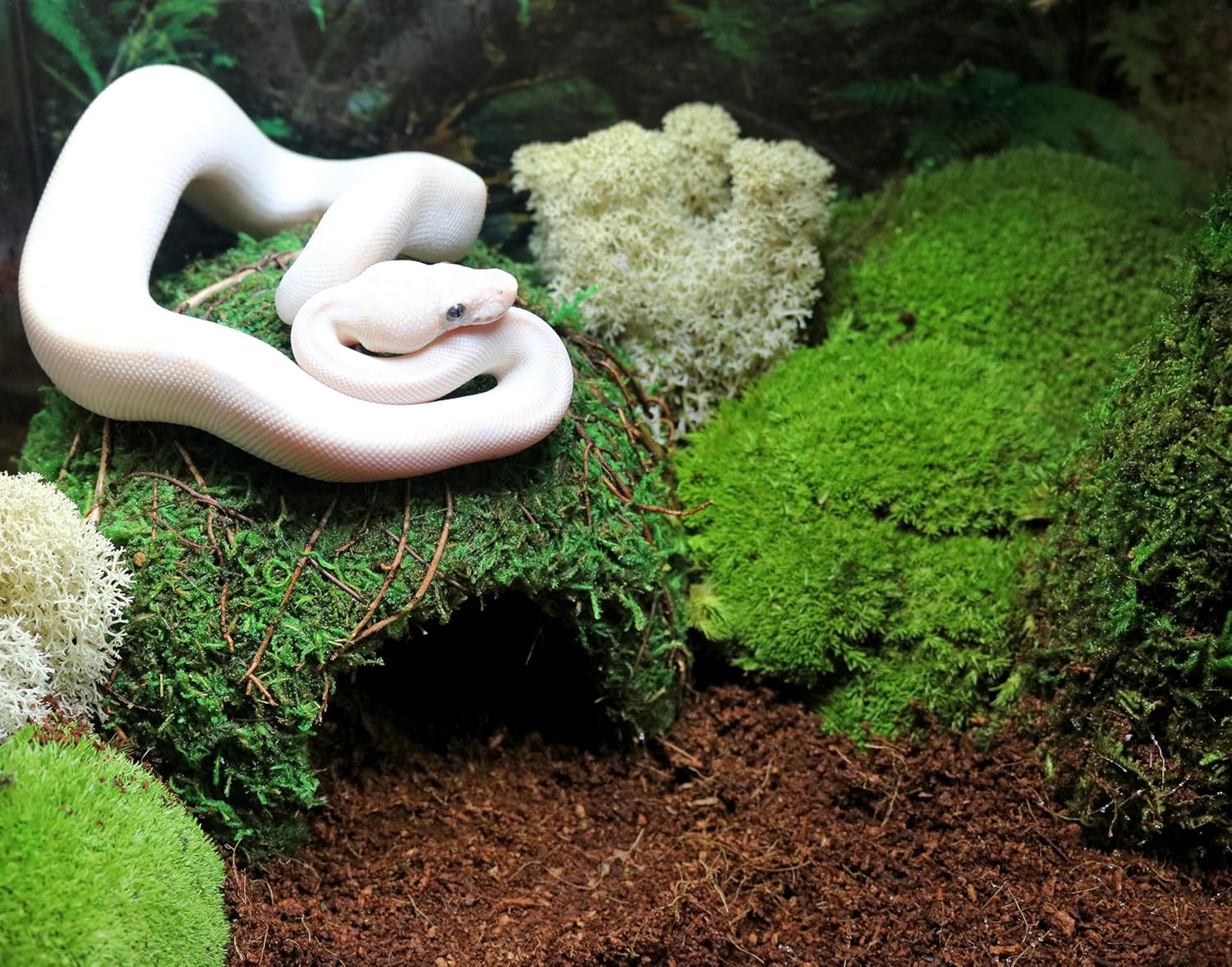 Galápagos Mossy Dome Hide, Vined - Image 3