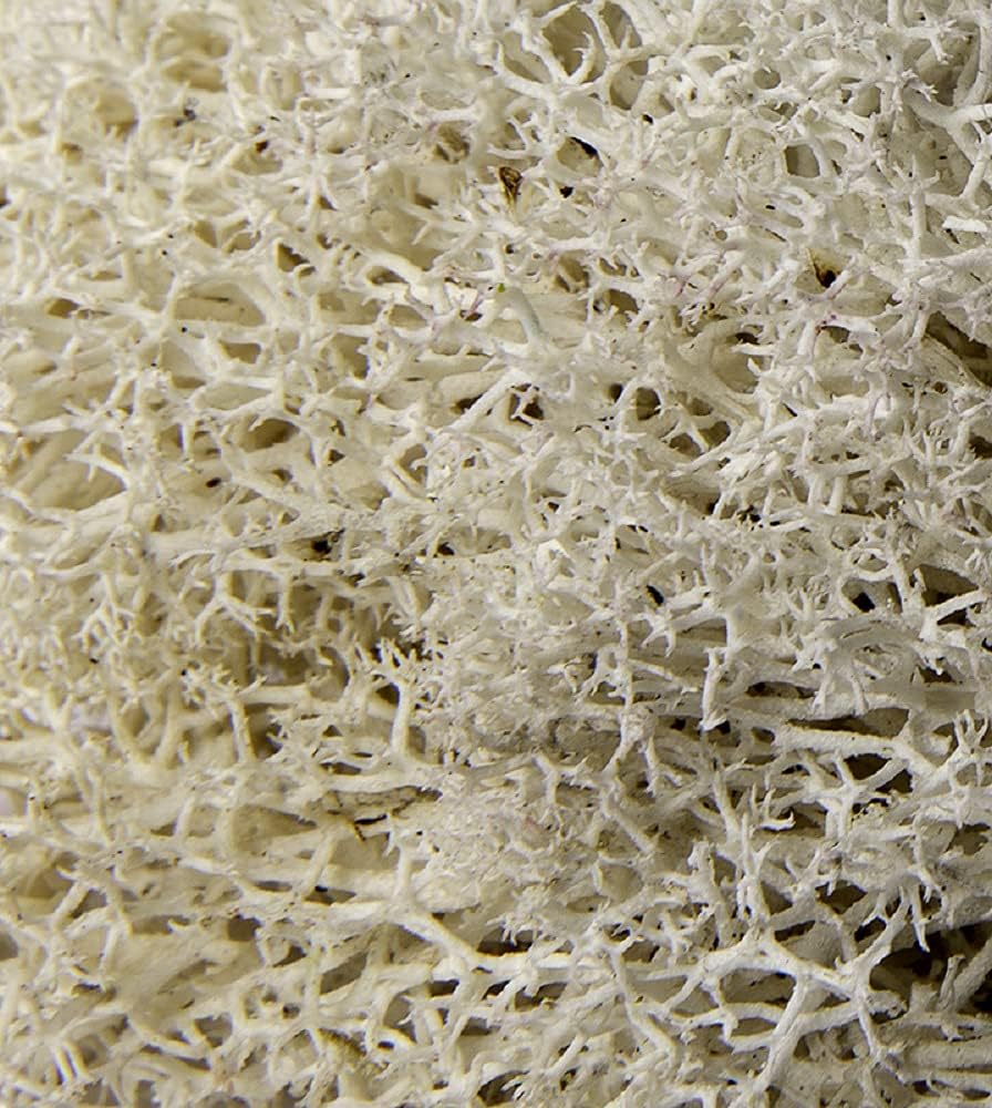 Galápagos Reindeer Moss, Natural, 150in3 Header Bag - Image 4