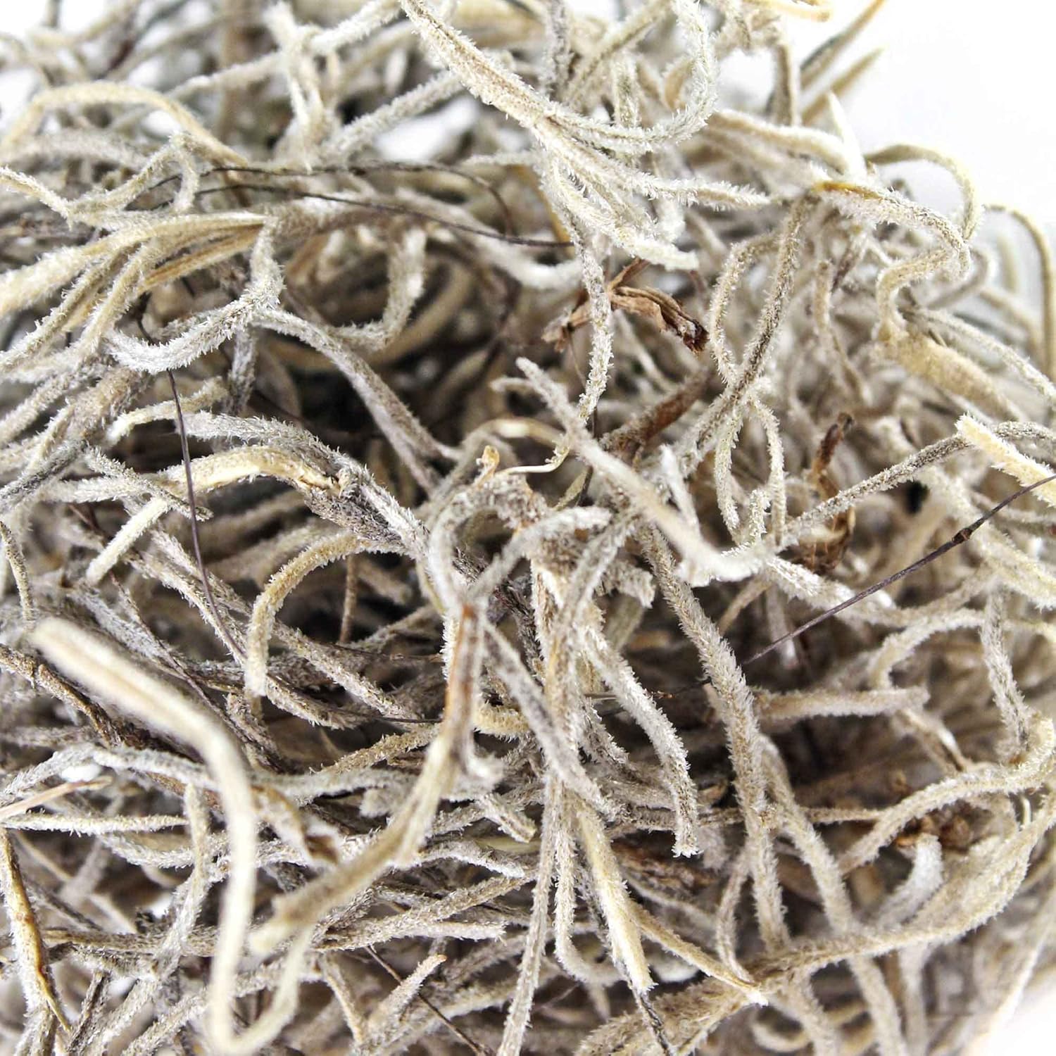 Galápagos Spanish Moss, Mini Bag - Image 4