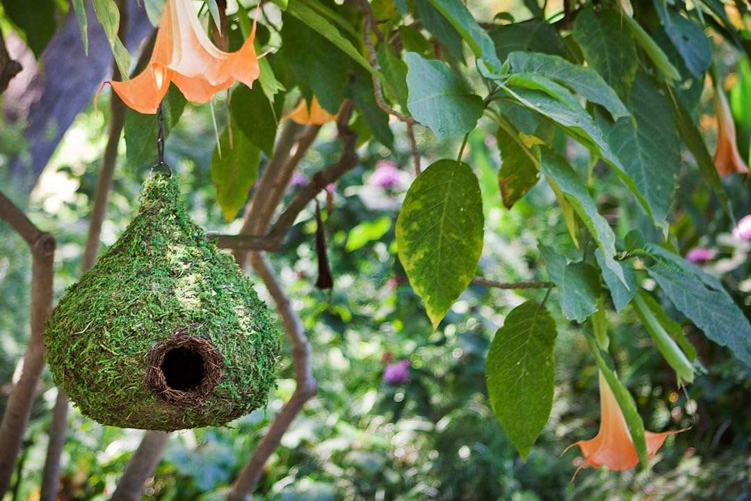 Galápagos SuperMoss (56010) Raindrop Birdhouse with Chain, 10 by 13-Inch, Fresh Green - Image 2
