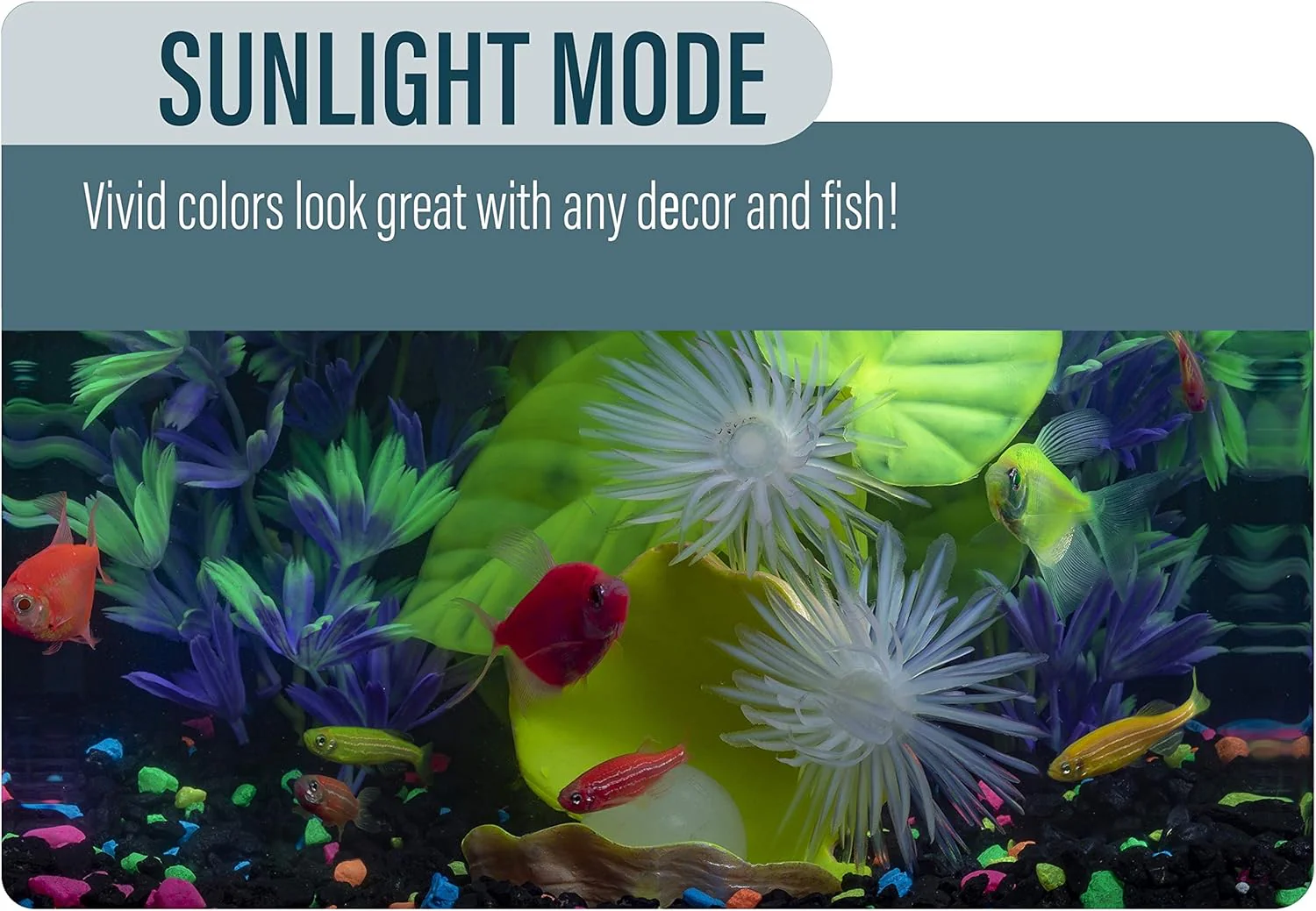 GloFish Aquarium Kit Fish Tank with LED Lighting and Filtration Included - Image 5