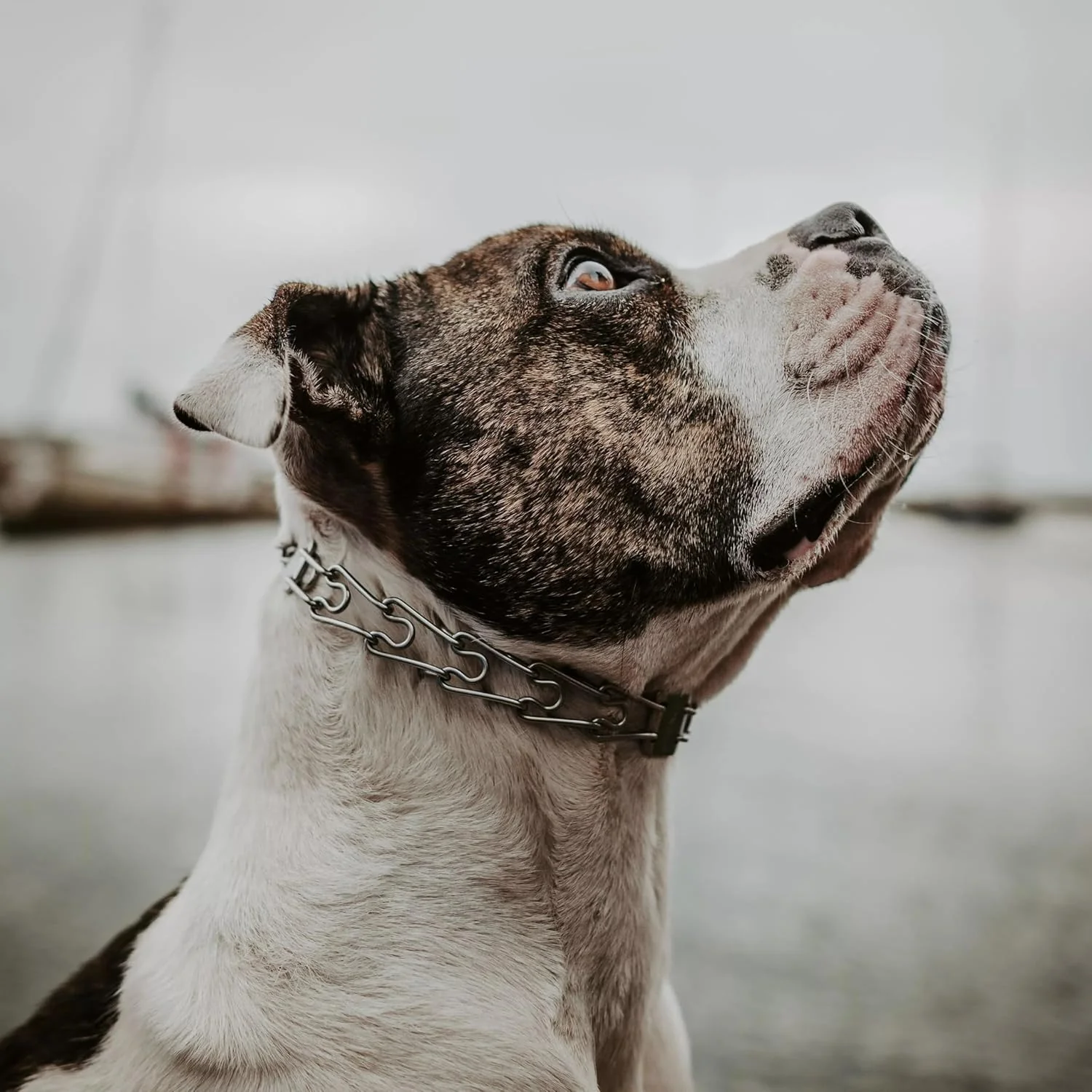 Herm Sprenger Ultra-Plus Prong Dog Training Collar with Latch - Image 2