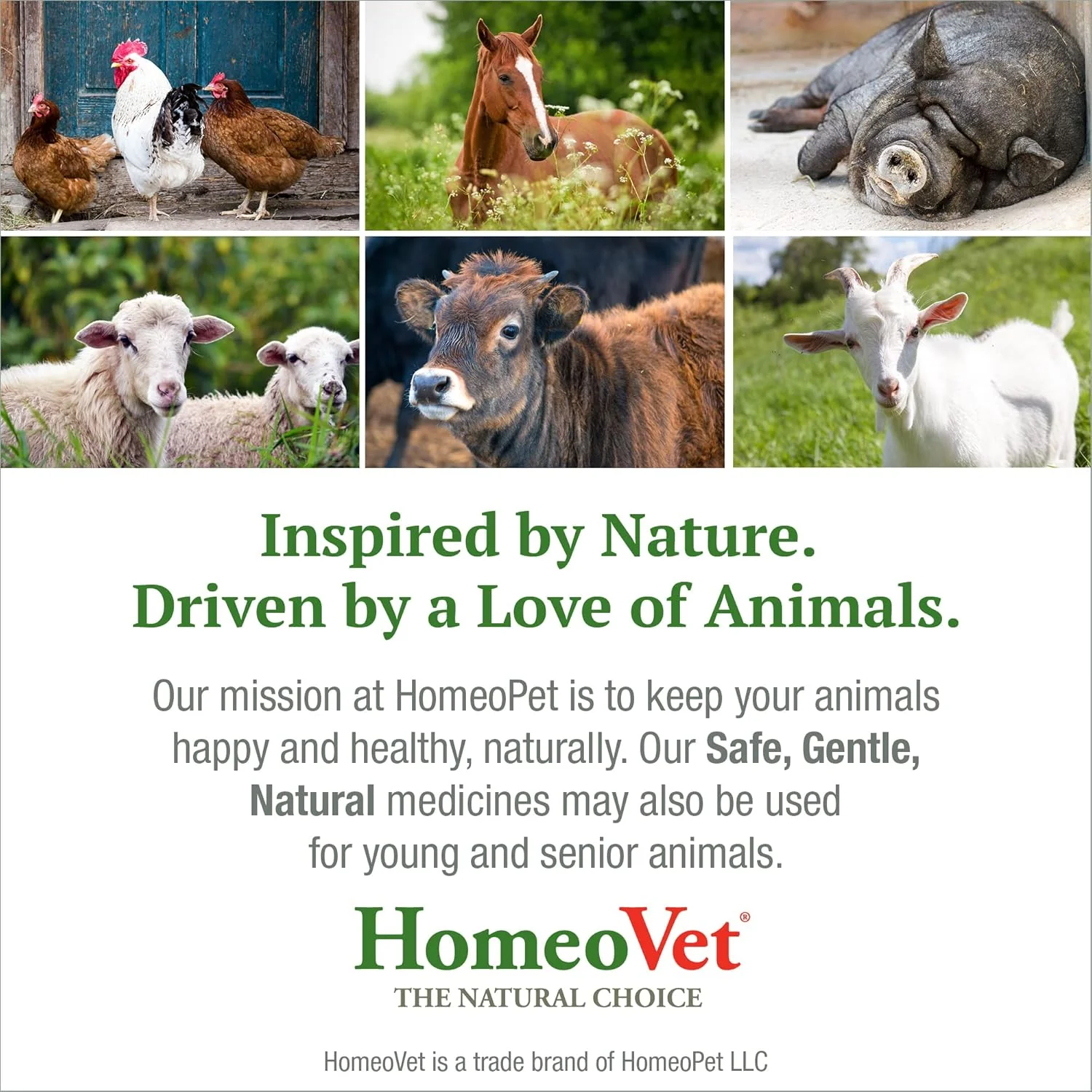 HomeoPet Avian Digestive Upsets, Safe and Natural Digestive Support for Poultry and Pet Birds, Bird Supplement, 15 Milliliters - Image 7