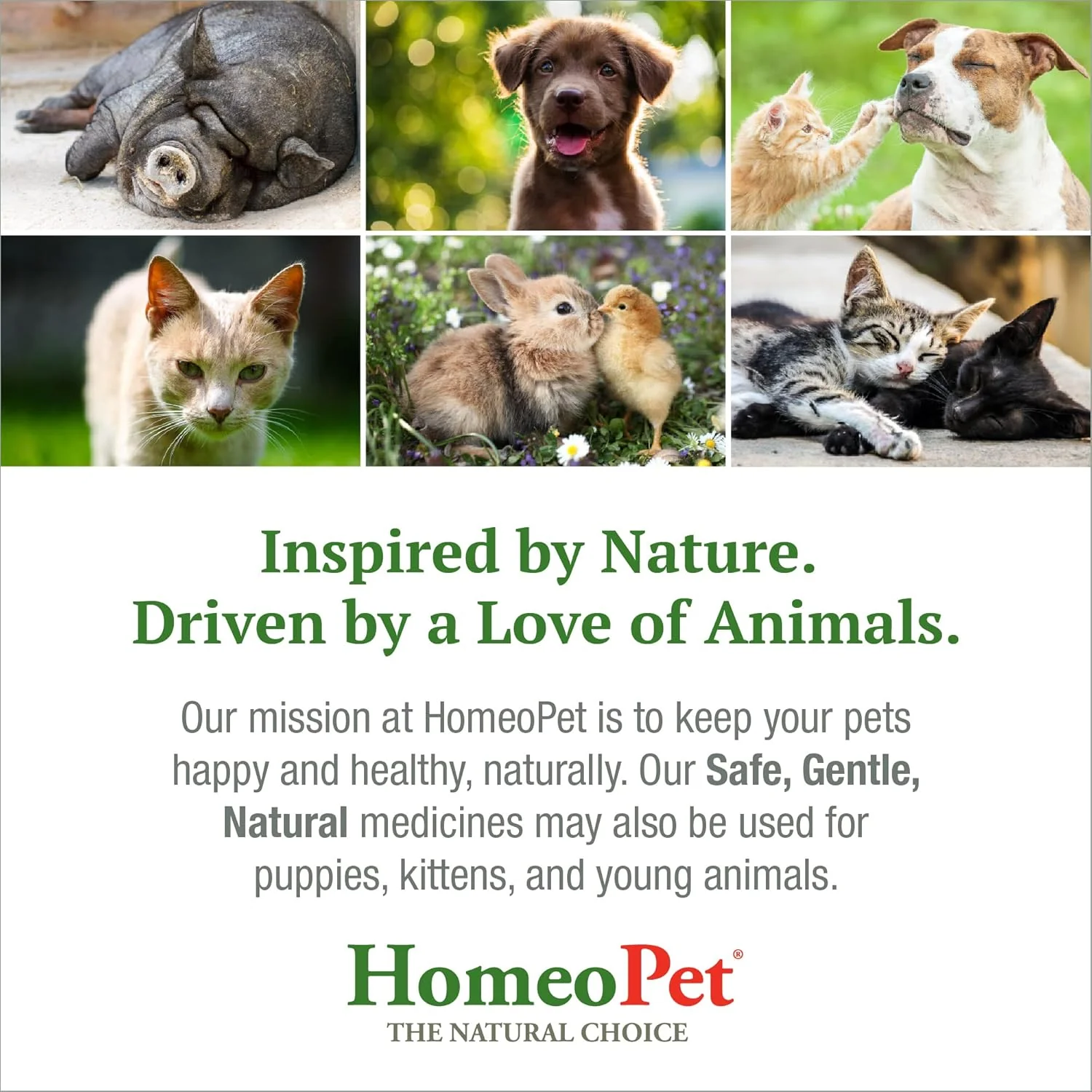 HomeoPet Travel Anxiety Relief, Safe and Natural Pet-Calming Relief Supplement for Cats, Dogs, and Other Small Animals, 15 Milliliters - Image 7