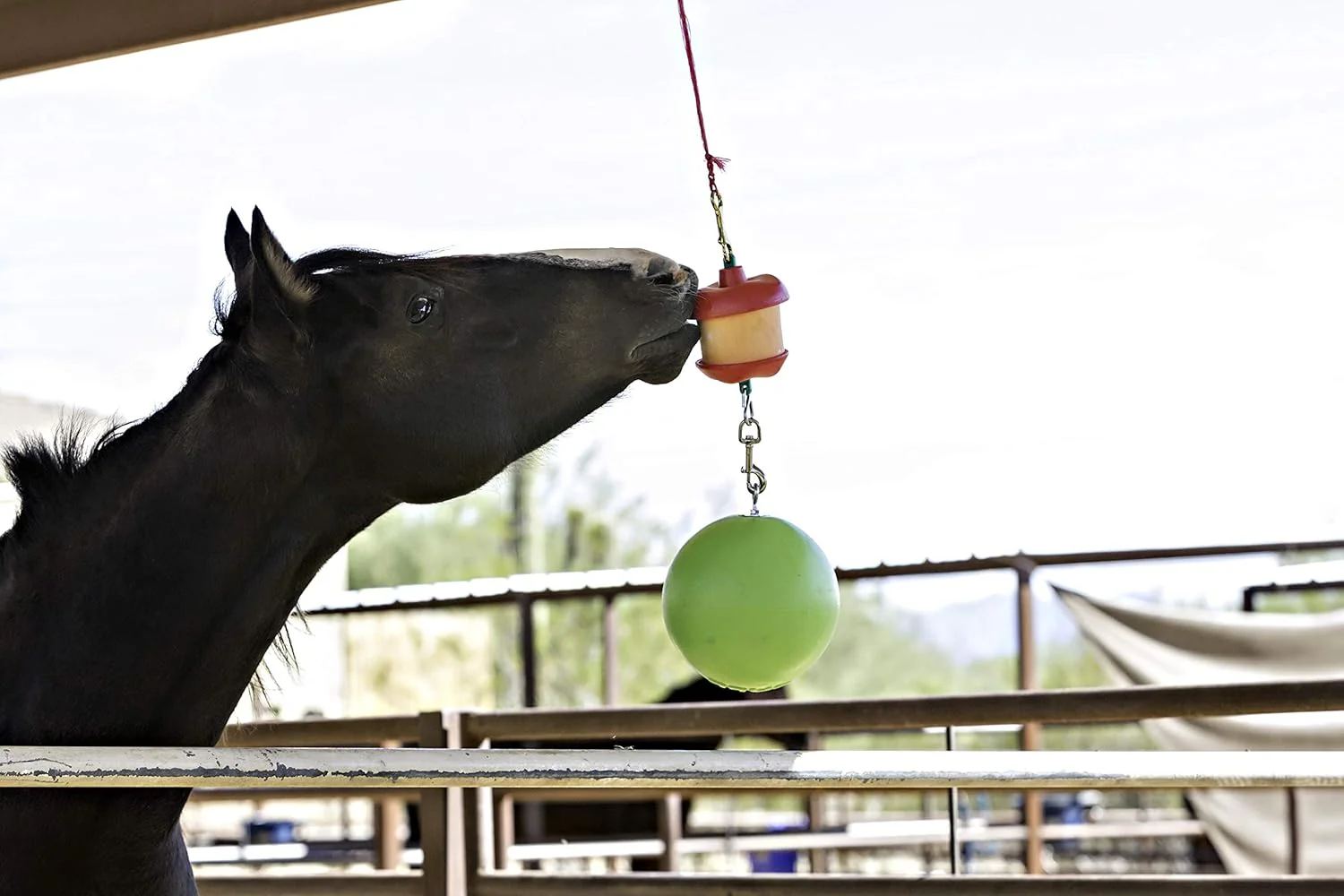 Horsemen's Pride® Jolly Stall Snack Combo Horse Toy - Image 3