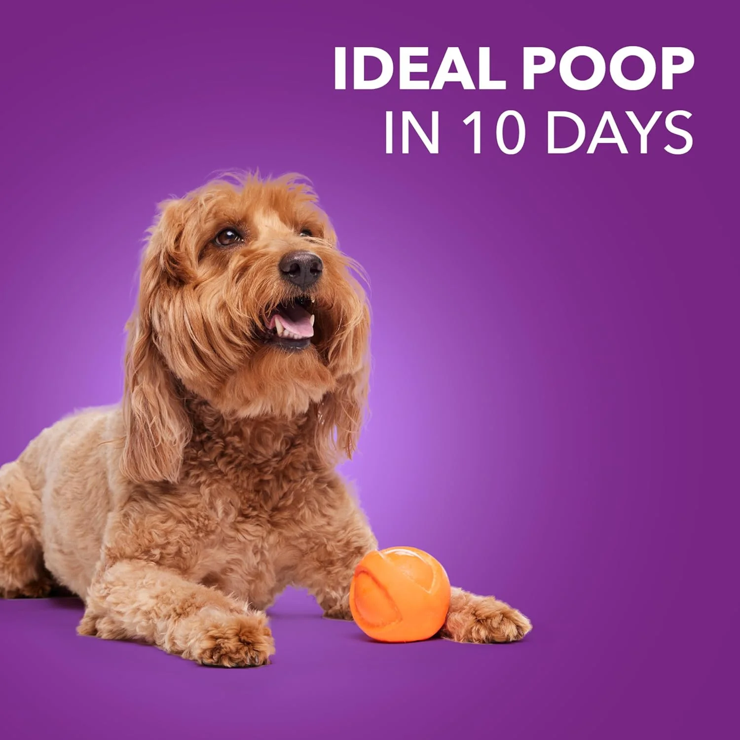 Iams Advanced Health Adult Healthy Digestion Dry Dog Food with Real Chicken - Image 10