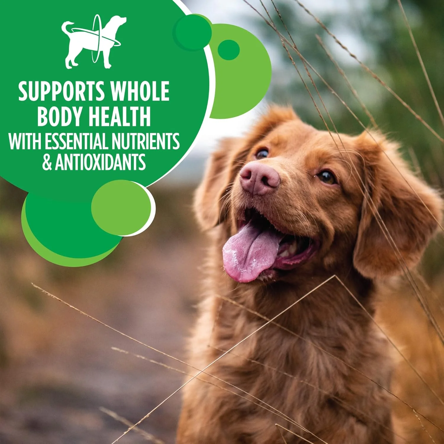 Iams Proactive Health Minichunks with Chicken & Whole Grain Recipe Adult Dry Dog Food - Image 8