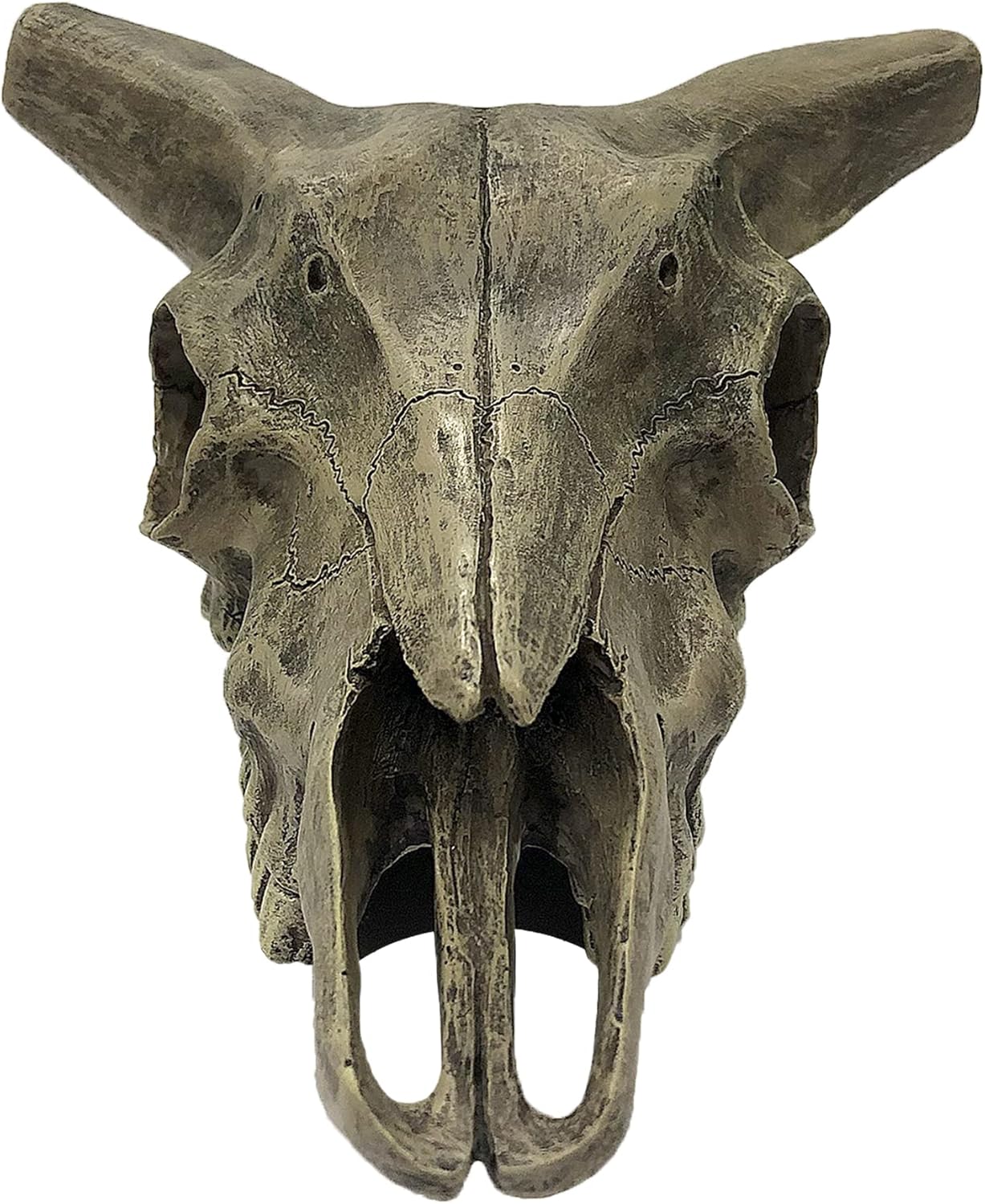 Komodo Deer Skull - Image 5
