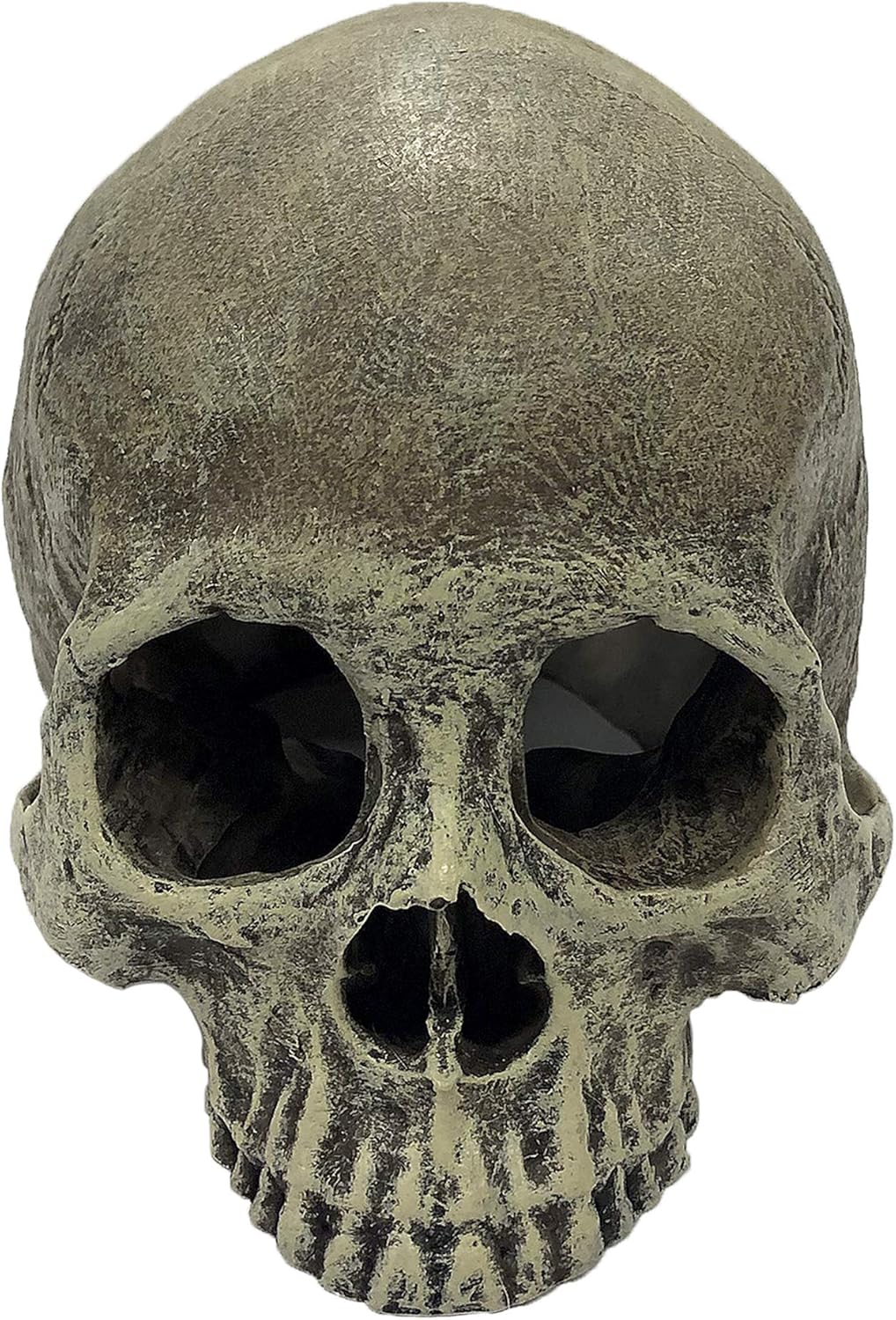 Komodo Human Skull - Image 4