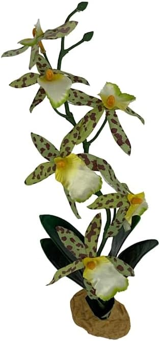 Komodo Spider Orchid Plant, Medium - Image 2