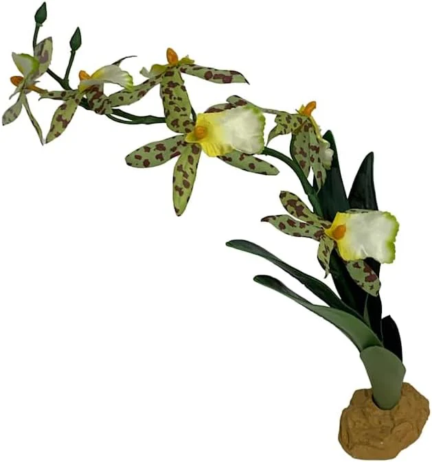 Komodo Spider Orchid Plant, Medium - Image 3