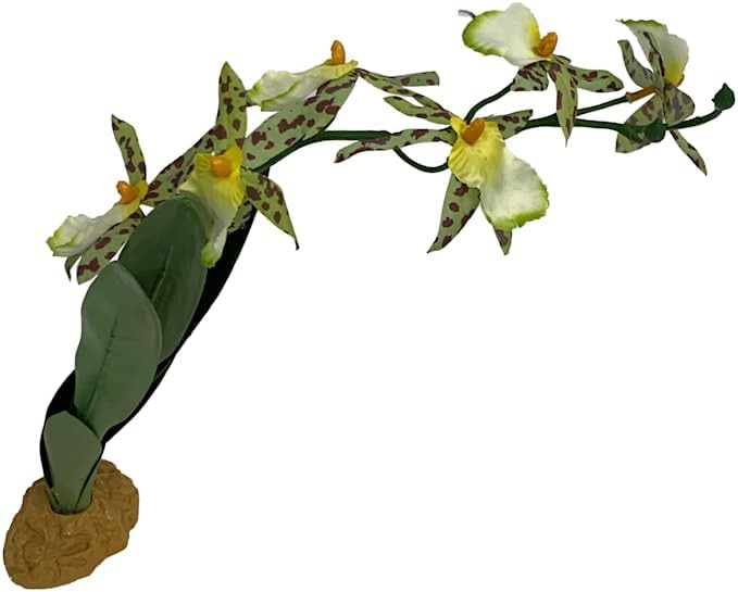Komodo Spider Orchid Plant, Medium - Image 4
