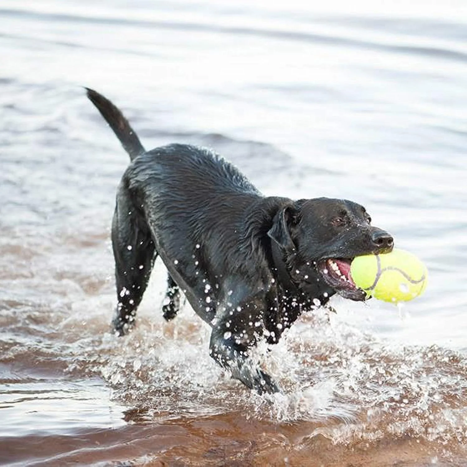 KONG AirDog® Squeaker Dumbbell Dog Toy – Medium - Image 6