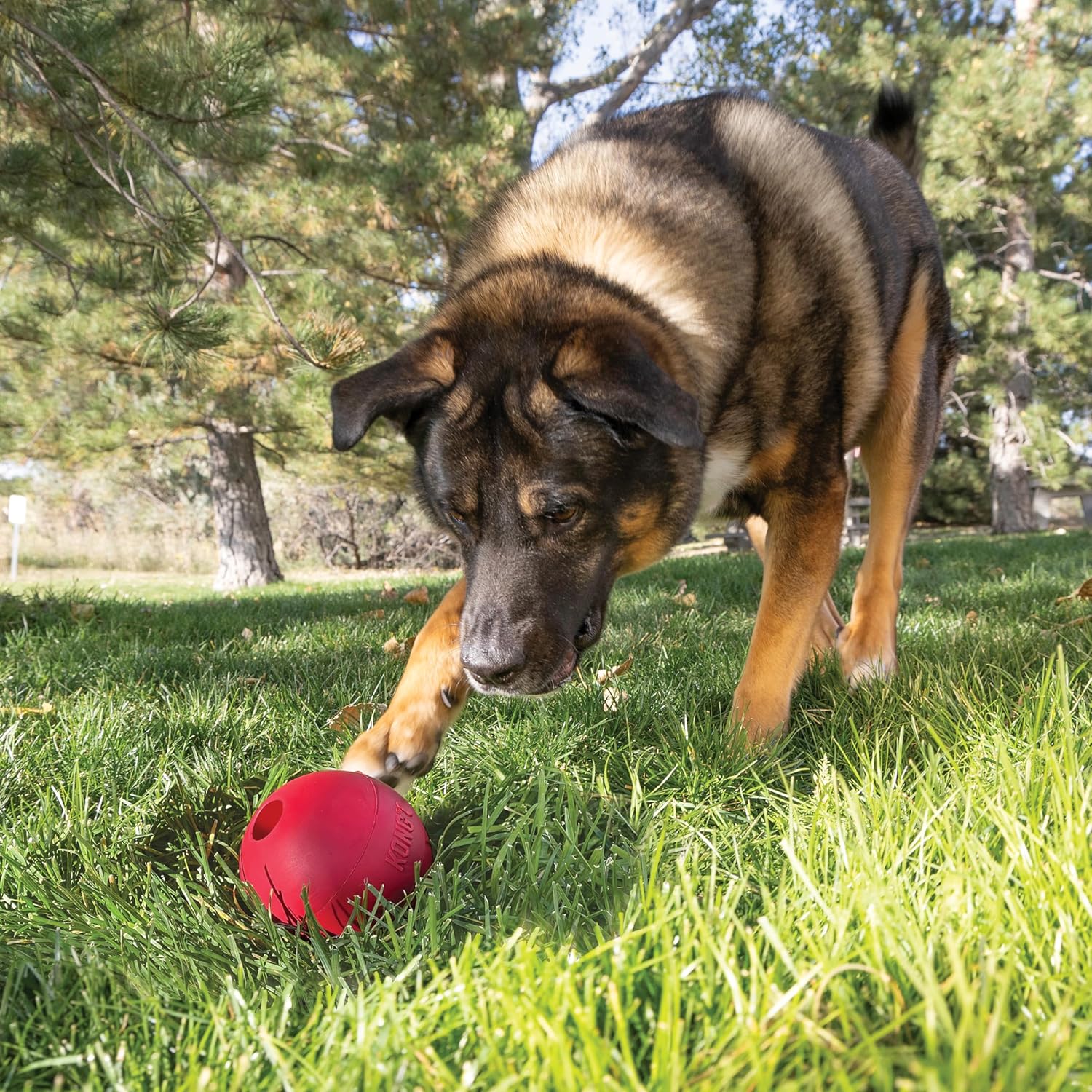 KONG Ball with Hole – Classic Natural Rubber Fetch Toy (Large) - Image 4