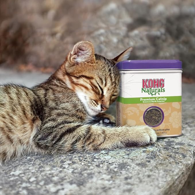 KONG - Naturals Premium Catnip - Premium North American Grown - Image 3
