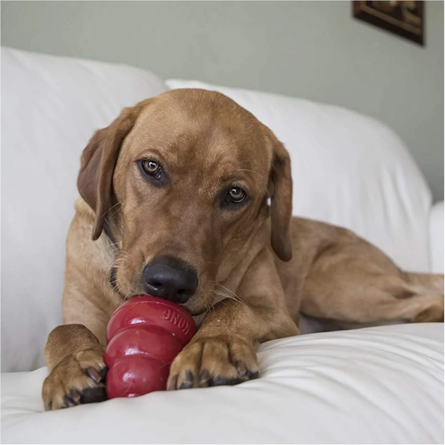 KONG Snacks – Peanut Butter Flavor (11 oz, Large Dogs) - Image 6