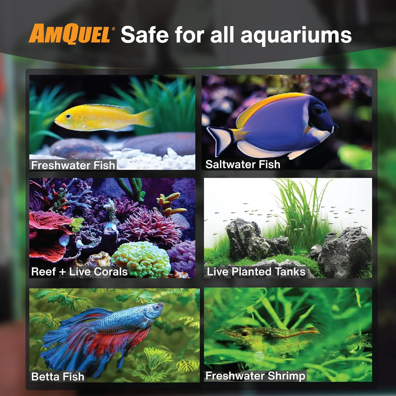 KORDON #31275 AmQuel Ammonia Control & Detoxifies Chloramine for Aquarium, 5-Gallon - Image 4