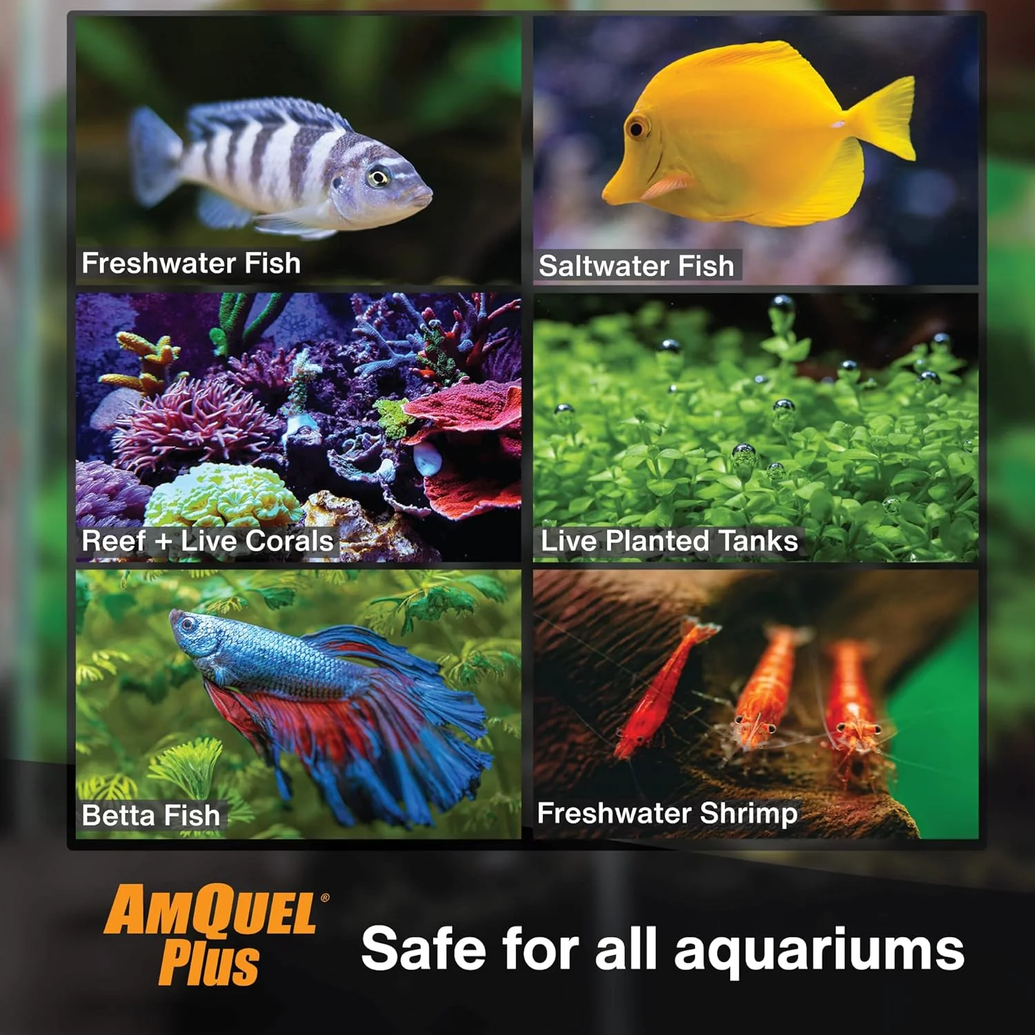 KORDON #33411 AmQuel Plus for Aquarium, 1-Ounce - Image 3