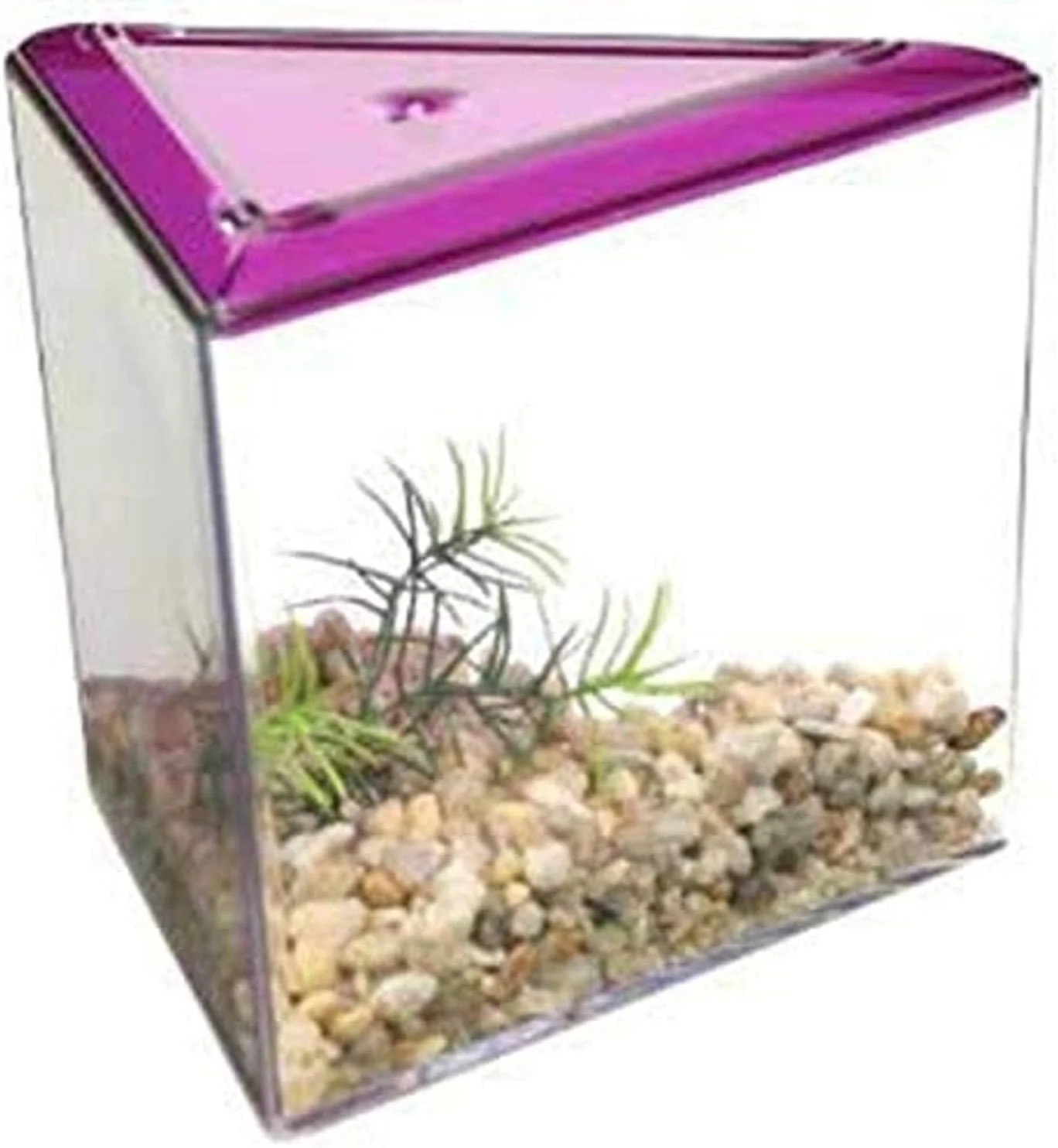 Lee's Triangle Betta Keeper - Image 2