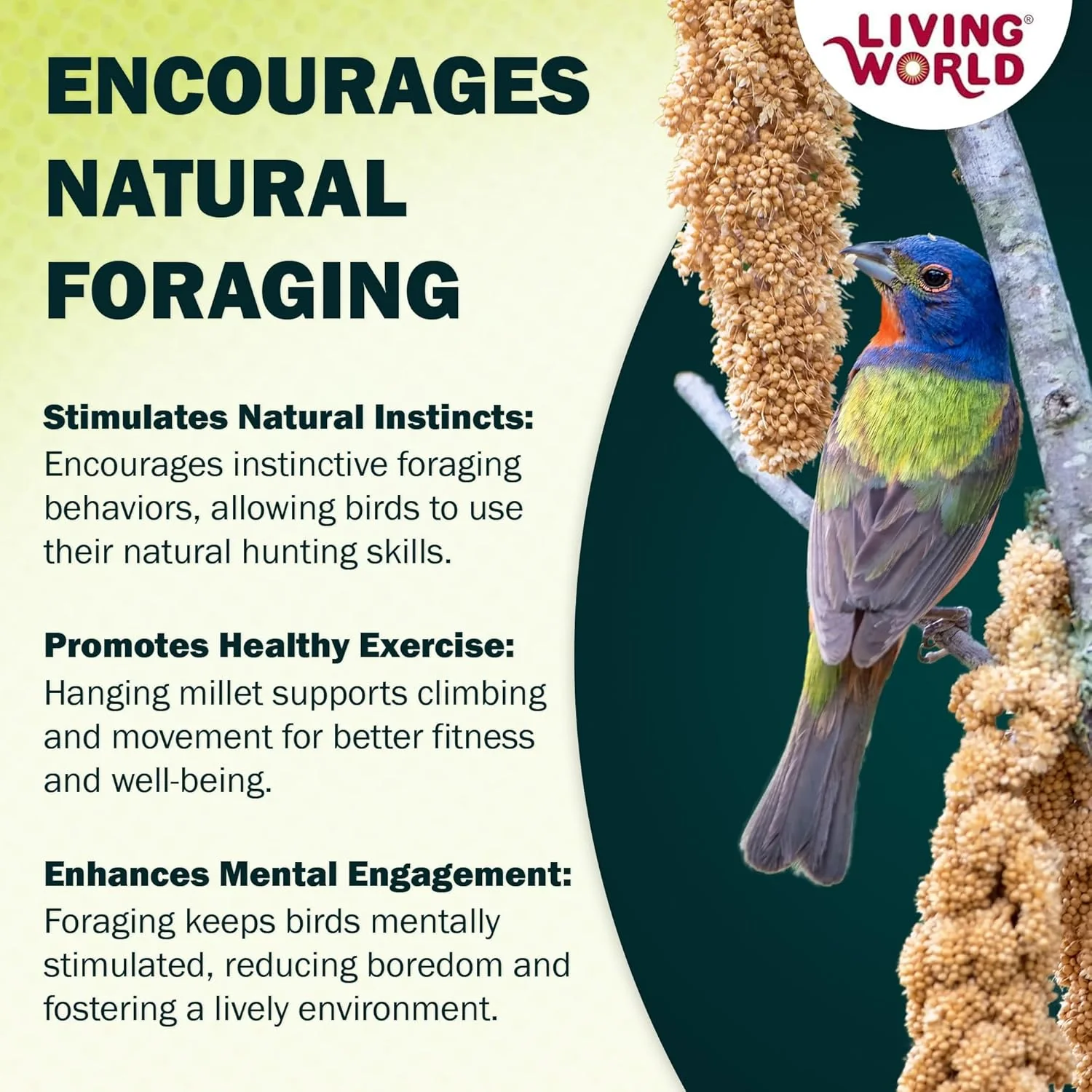 Living World – Millet Spray for Birds, 5 Pounds – Premium Treat for Budgies, Canaries, Finches, Cockatiels and Other Pet Birds - Image 6
