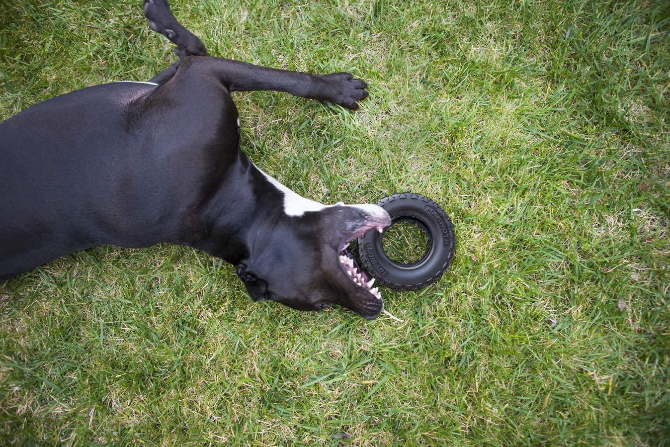 Mammoth TireBiterII – Natural Rubber Dog Toys for Extreme Chewers – Dog Toys for Extra Long Interactive Play – Aggressive Chewer Toys for Large - X-Large Dogs - X-Large 7” - Image 5