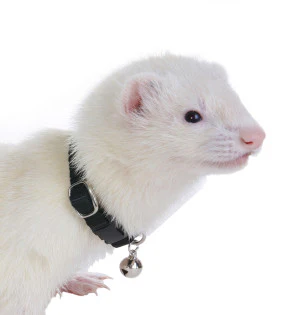 Marshall Pet Products Bell Collar - Image 11