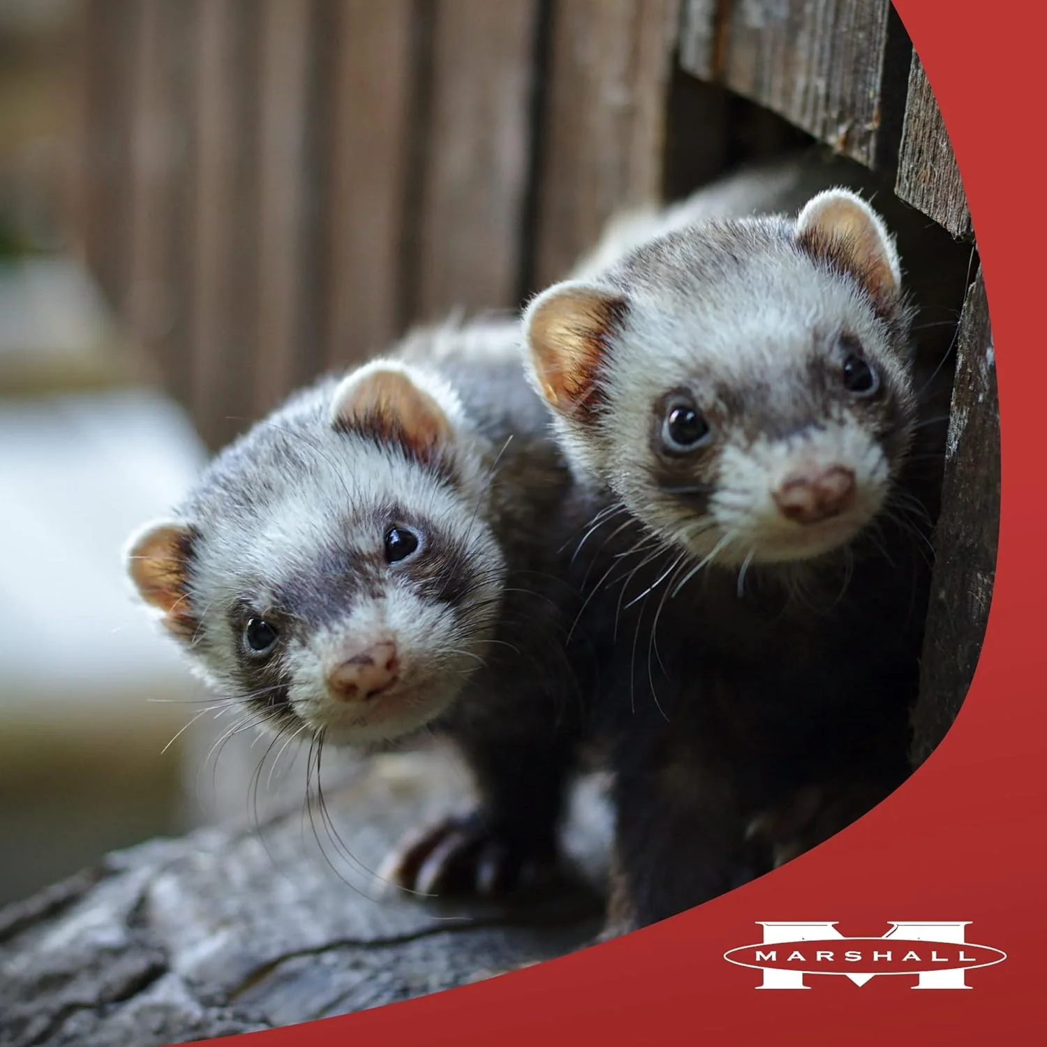 Marshall Pet Products GoodBye Odor for Ferrets - Image 7