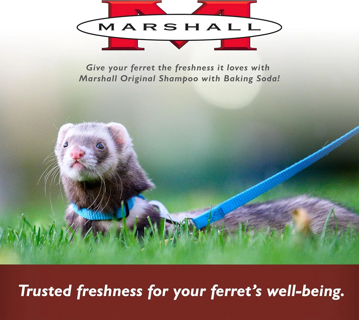 Marshall Pet Products Natural pH Balanced, Tearless Original Ferret Deodorizing Shampoo with Baking Soda, Baby Fresh Scent, 8 oz - Image 7