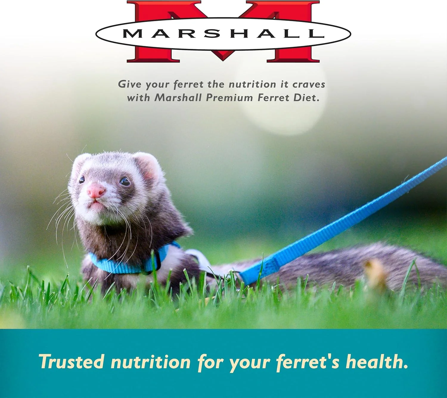 Marshall Pet Products Select Chicken Formula Premium Ferret Diet, 4 lbs – Protein-Rich Food for Balanced Nutrition, Digestive Support - Image 2